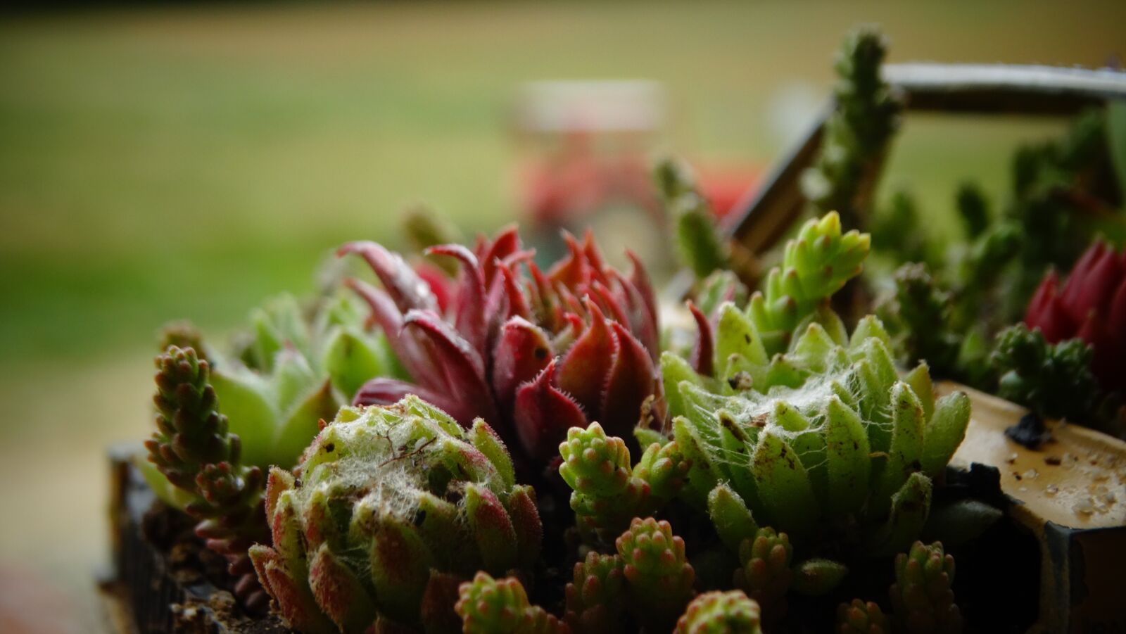 Sony Cyber-shot DSC-HX300 sample photo. Succulent, houseleek, sempervivum photography