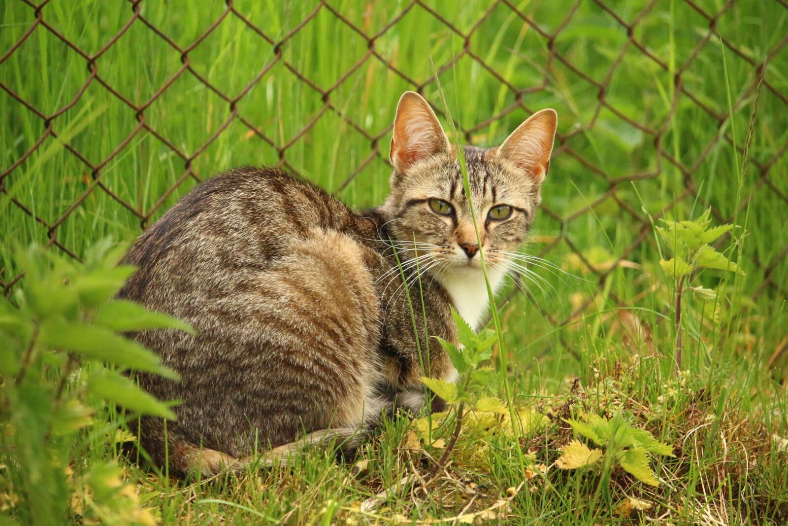 Canon EOS 100D (EOS Rebel SL1 / EOS Kiss X7) sample photo. Cat, kitten, mackerel photography