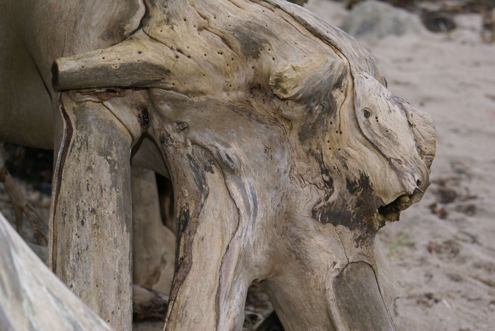 Sony Alpha DSLR-A100 sample photo. Wohlenberger wiek, wood root photography