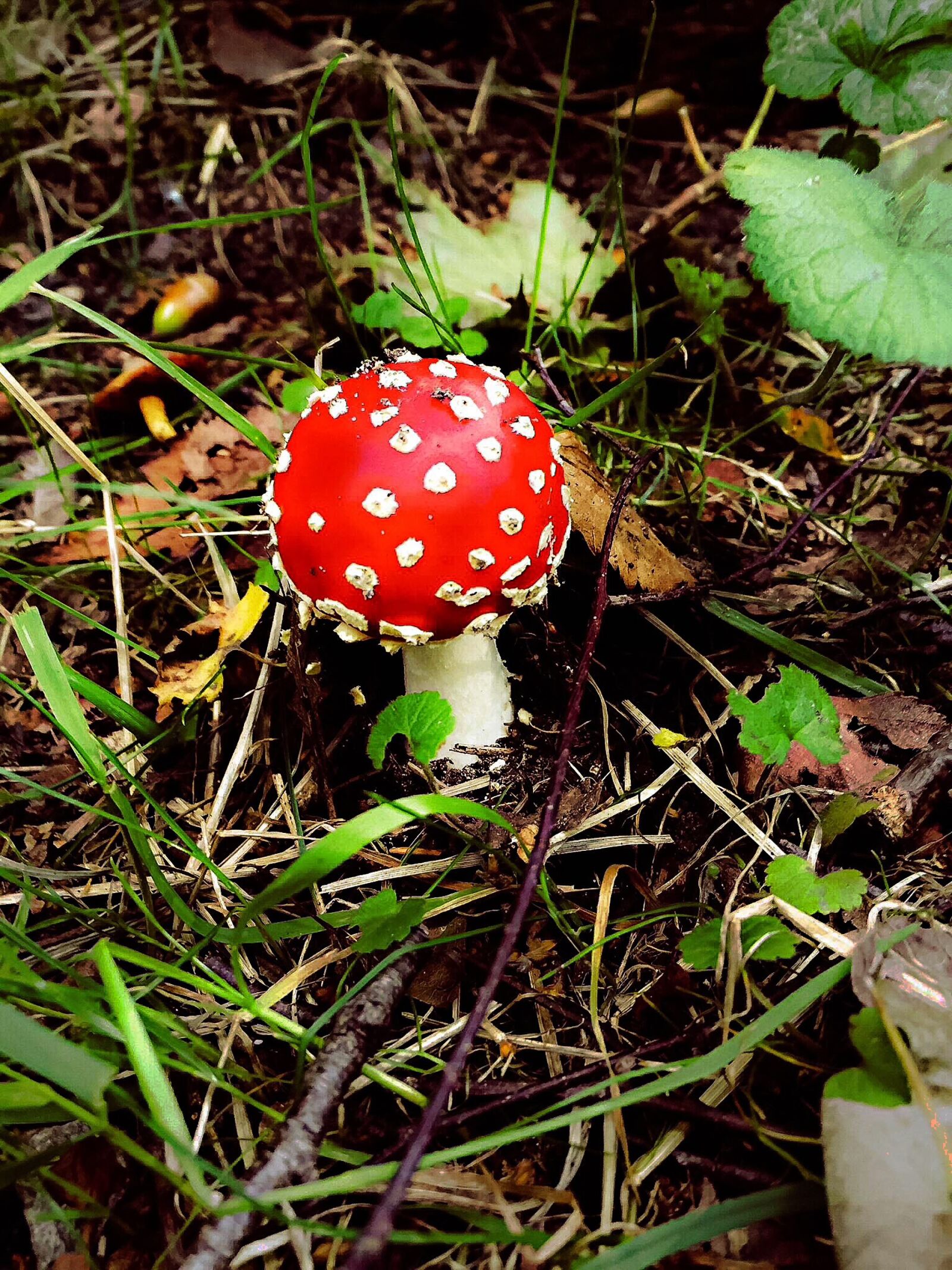 Apple iPhone 6 sample photo. Fly agaric, mushrooms, forest photography