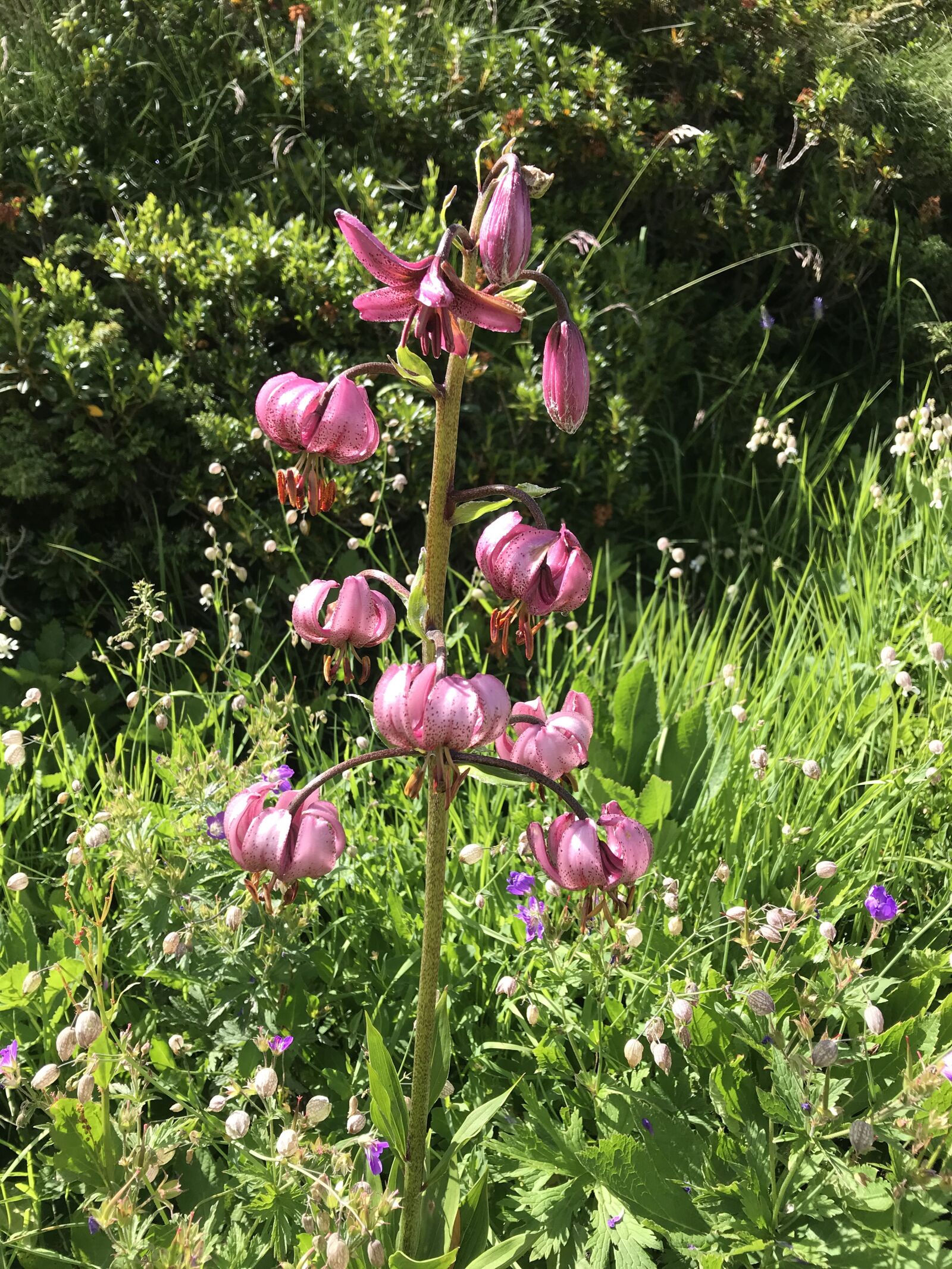 iPhone 7 back camera 3.99mm f/1.8 sample photo. Martagon lily, purple, blossom photography