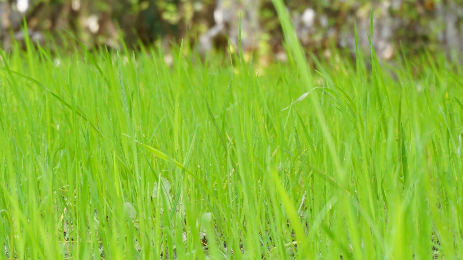 Sony a6000 sample photo. Green grass, grass, grassland photography