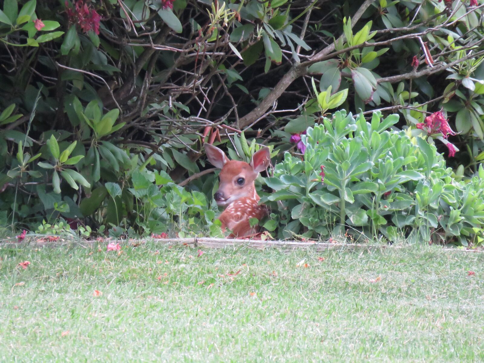 Canon PowerShot SX60 HS sample photo. Fawn waiting for mom photography
