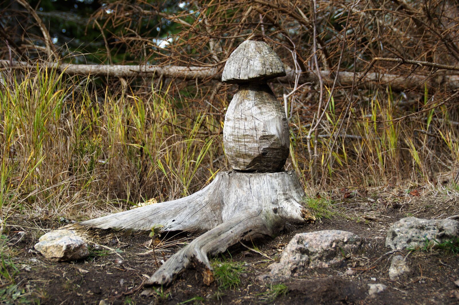 Sony SLT-A58 sample photo. Wooden, mushroom, fungus photography