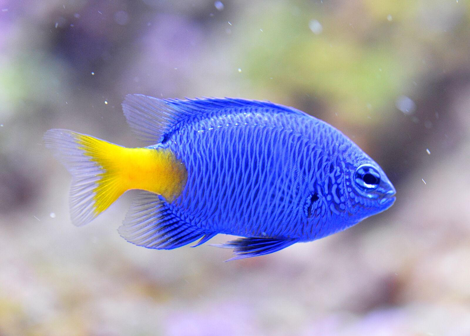 Nikon D610 sample photo. Blue devils, clownfish, aquarium photography