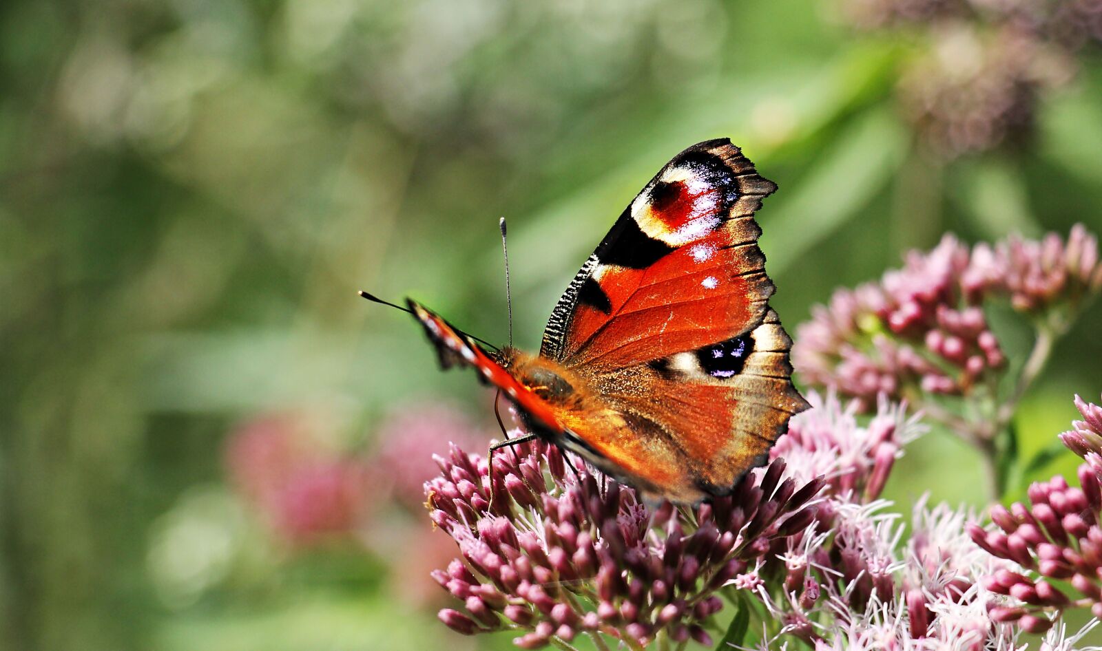 Canon EOS 550D (EOS Rebel T2i / EOS Kiss X4) sample photo. Peacock butterfly, butterfly, insect photography