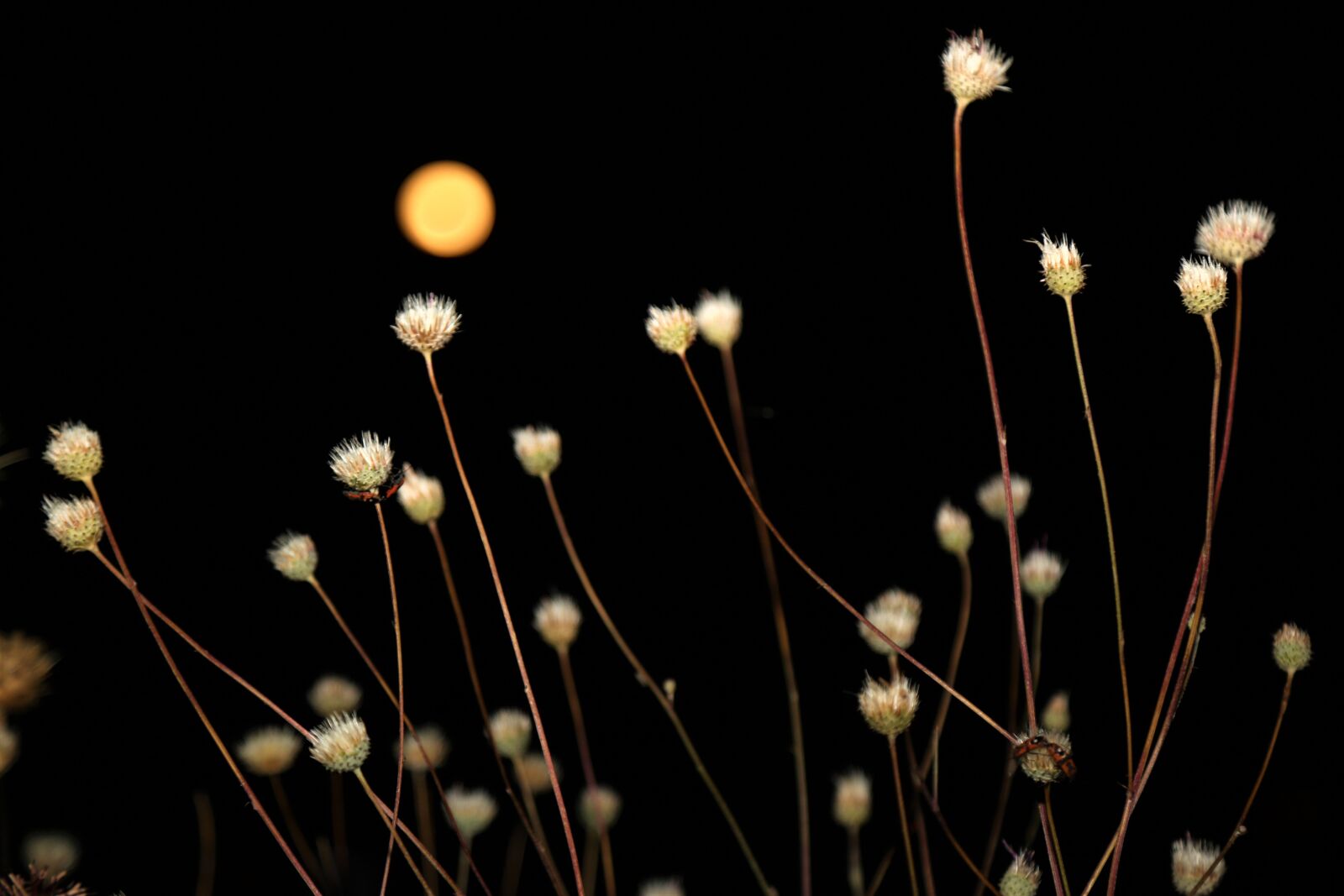 Canon EOS 5D Mark III sample photo. Month, plant, night photography