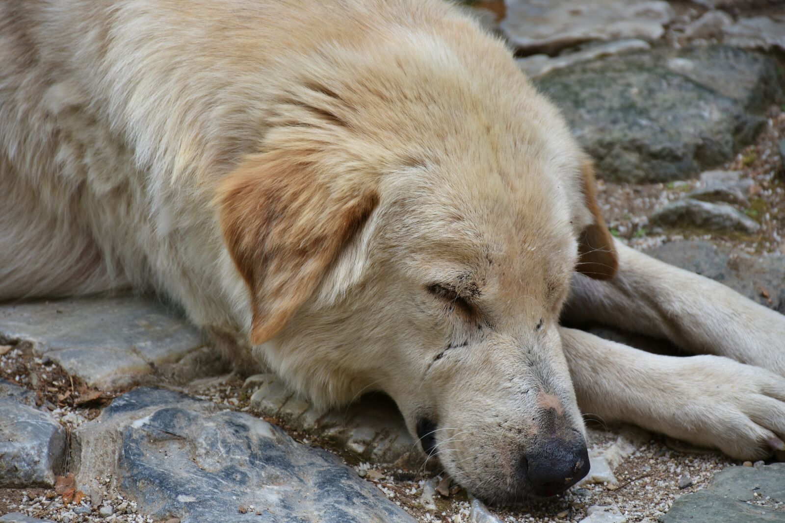 Nikon D7200 sample photo. Dog, street dog, portrait photography