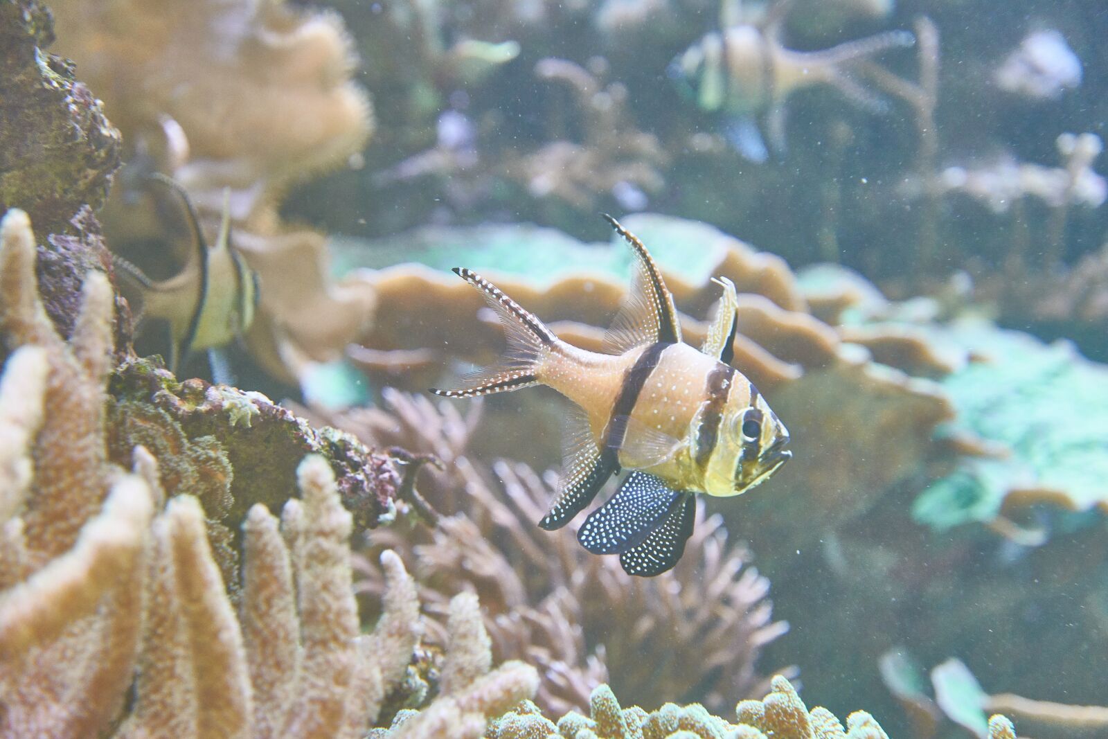 Nikon D7200 sample photo. Aquarium, sea, fish photography