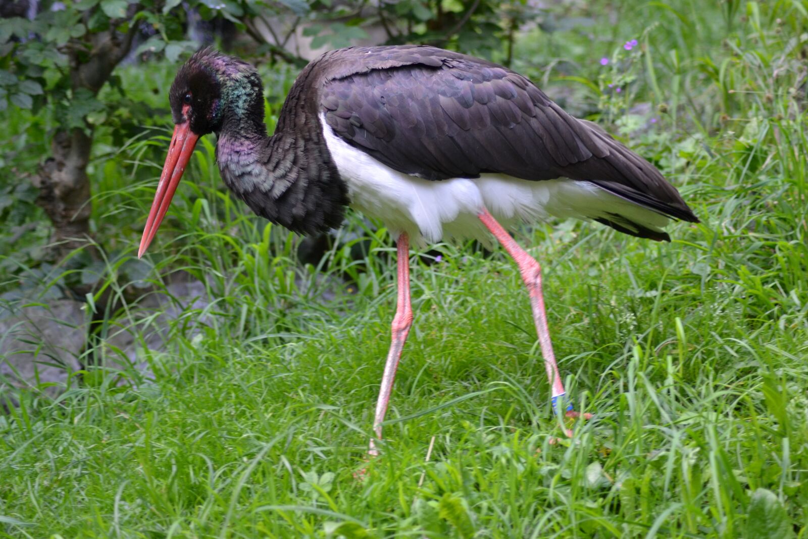 Nikon D3100 sample photo. Stork, black stork, nature photography