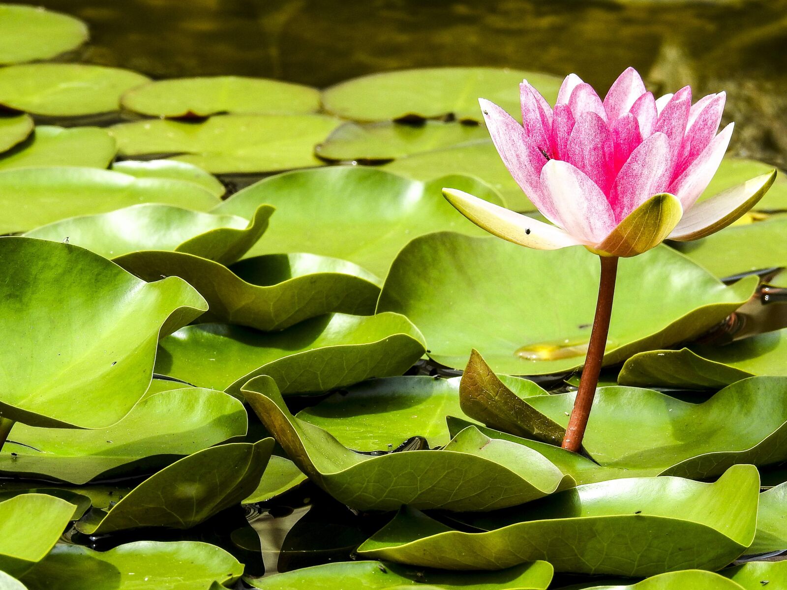 Nikon Coolpix P900 sample photo. Water lily, pond plant photography