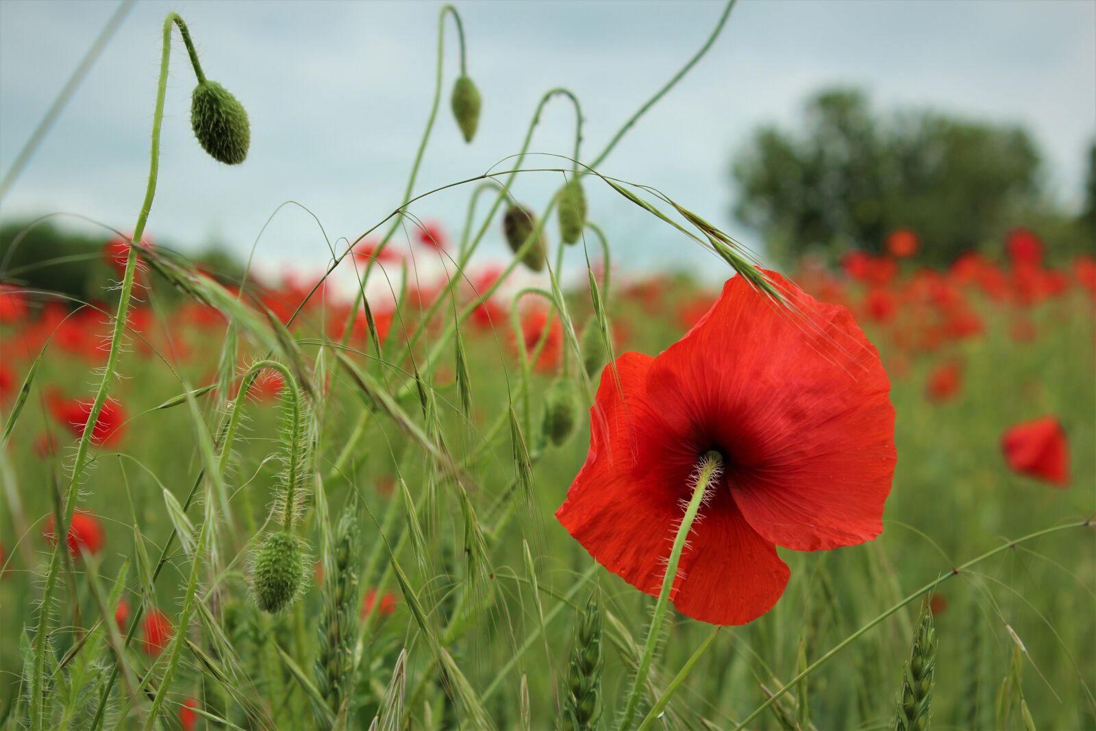 Canon EOS 600D (Rebel EOS T3i / EOS Kiss X5) sample photo. Poppy, poppy field, flowers photography