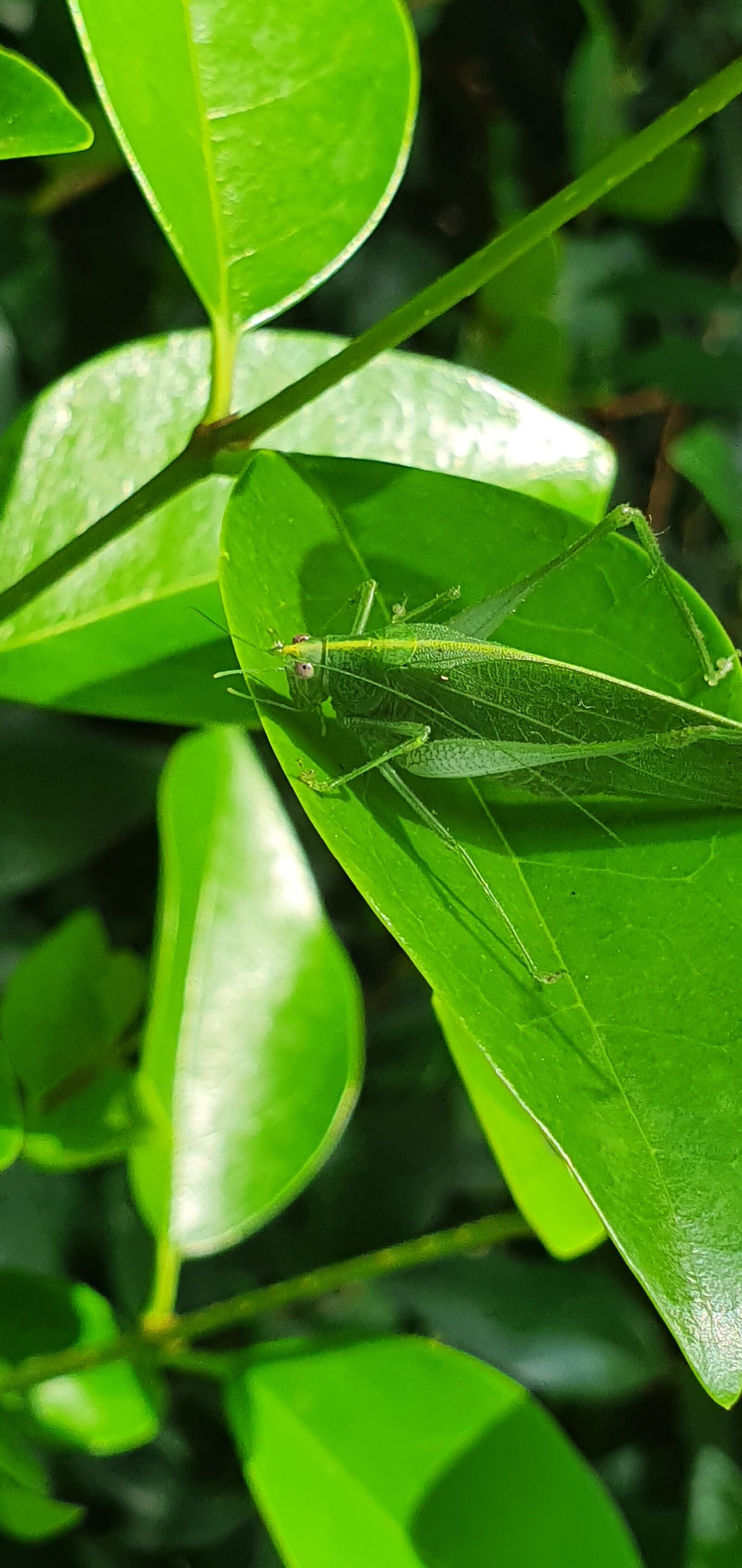 Samsung Galaxy S10 sample photo. Leaf insect, green, nature photography