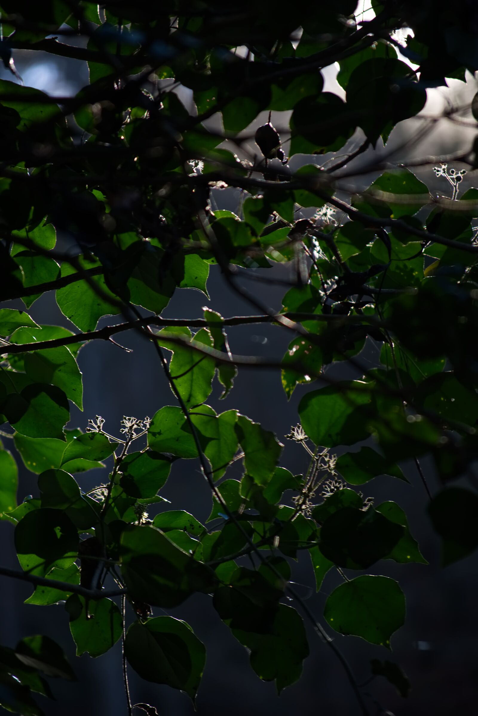 Nikon D5500 sample photo. Backlighting, green, nature photography