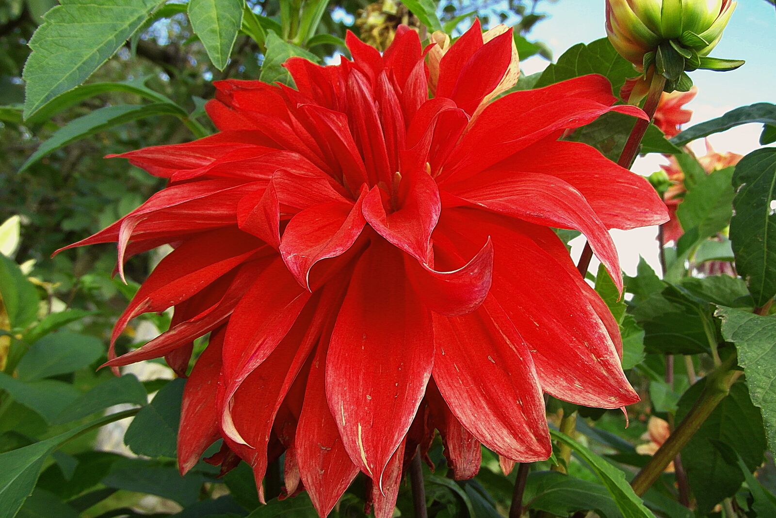Samsung WB750 sample photo. Dalia, flower, red photography
