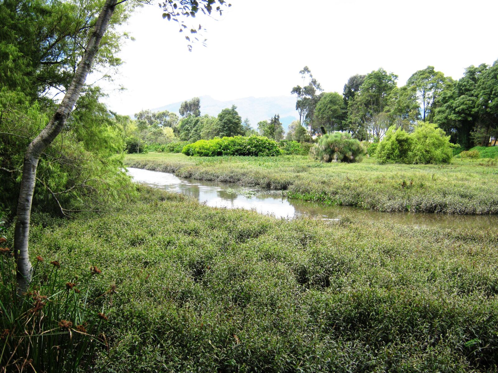 Canon PowerShot A480 sample photo. Forest, river, landscape photography