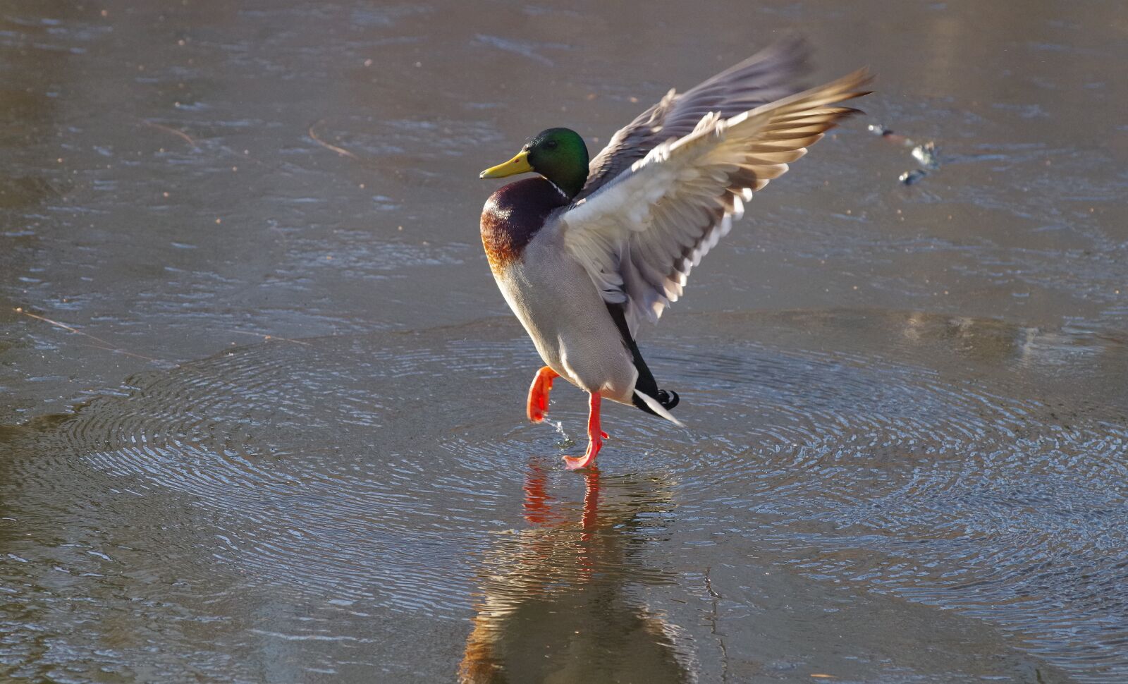 Pentax K-30 sample photo. Duck, ice, dance photography