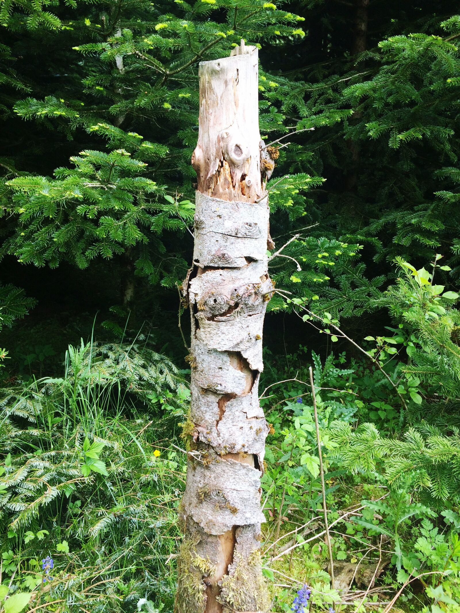 iPhone 5s back camera 4.15mm f/2.2 sample photo. Tree, forest, landscape photography