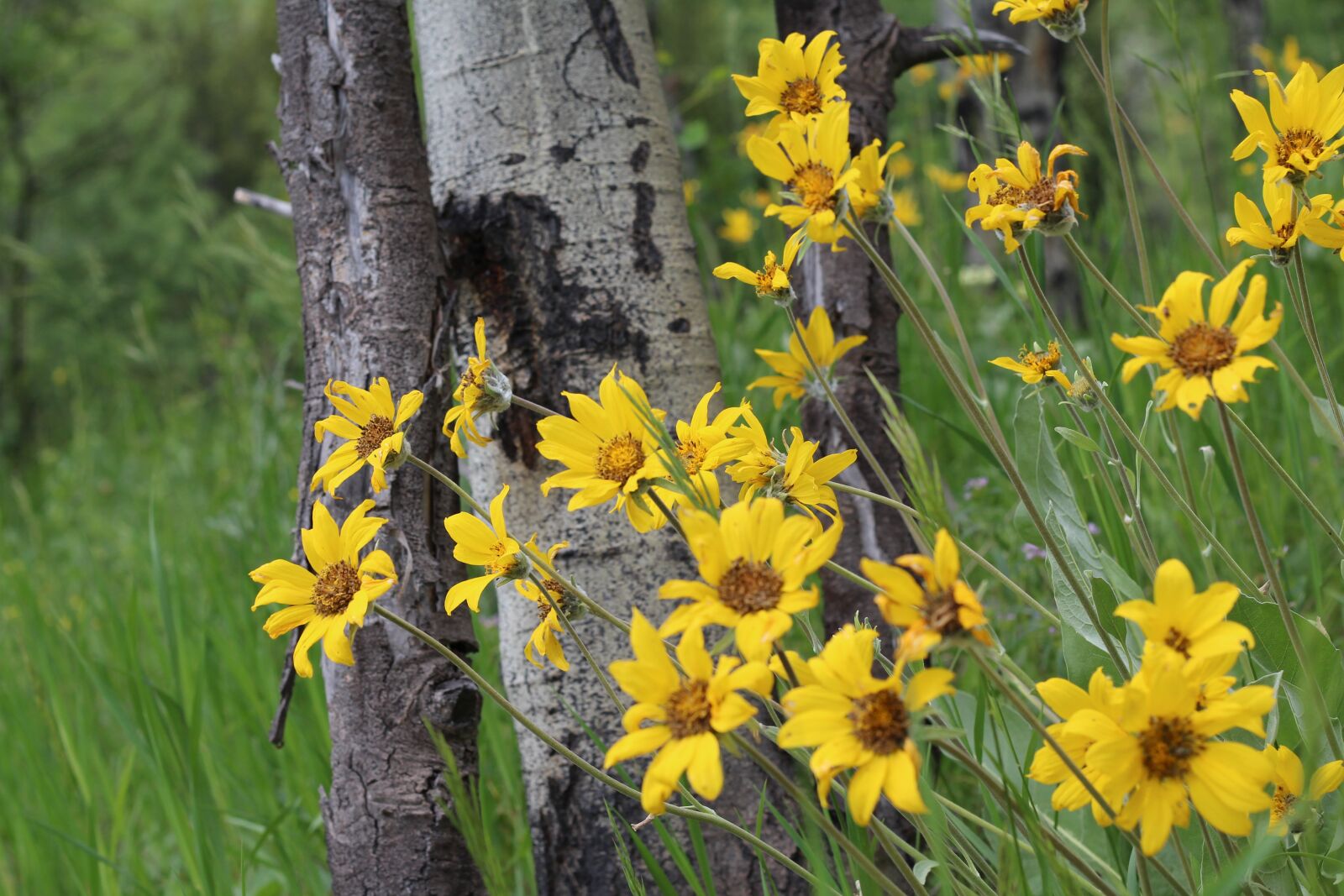 Canon EOS 700D (EOS Rebel T5i / EOS Kiss X7i) + Canon EF 50mm F1.8 II sample photo. Flower, tree, woods photography