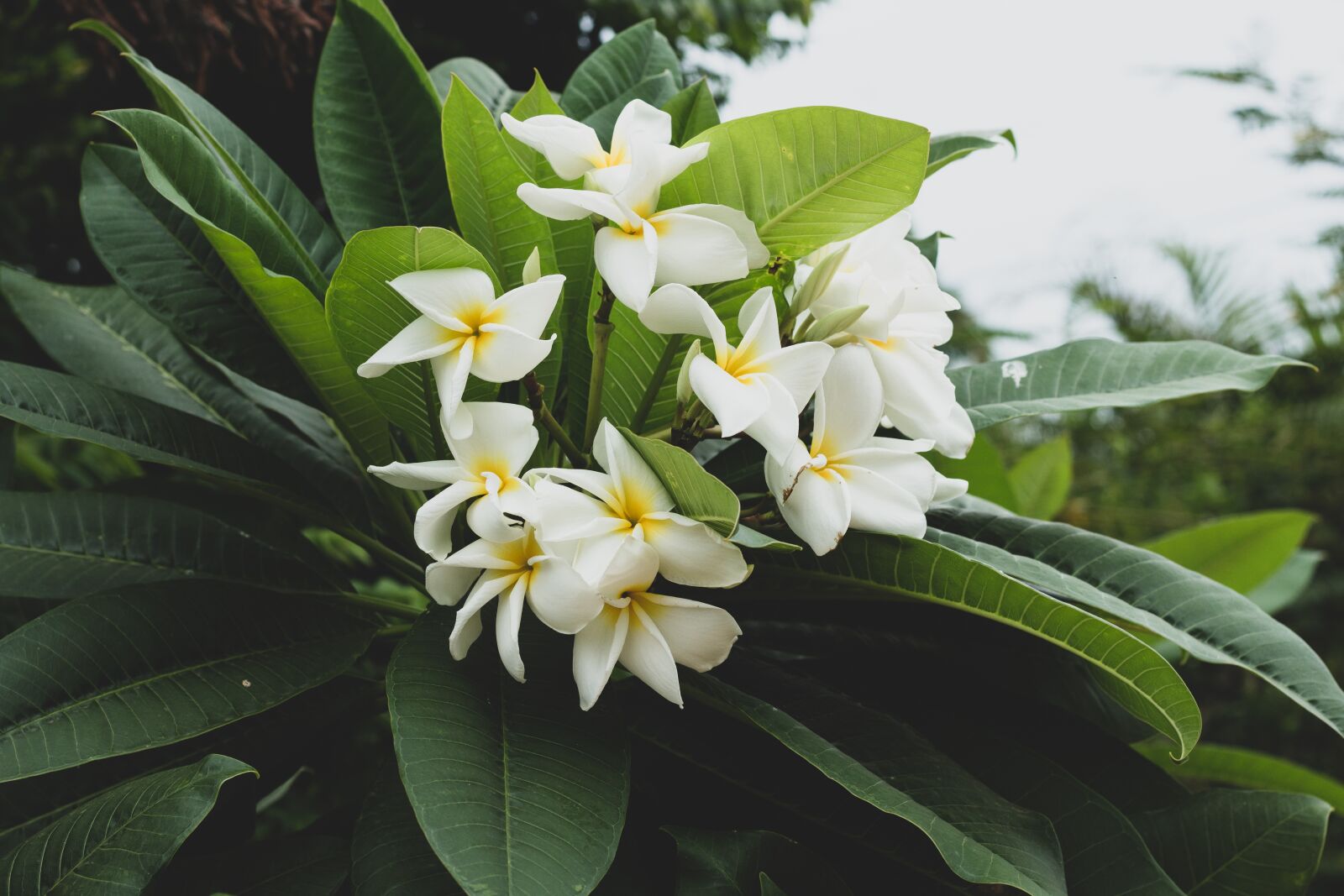 Canon EOS 700D (EOS Rebel T5i / EOS Kiss X7i) + Canon EF 50mm F1.8 STM sample photo. Plumeria, flower, flowers photography