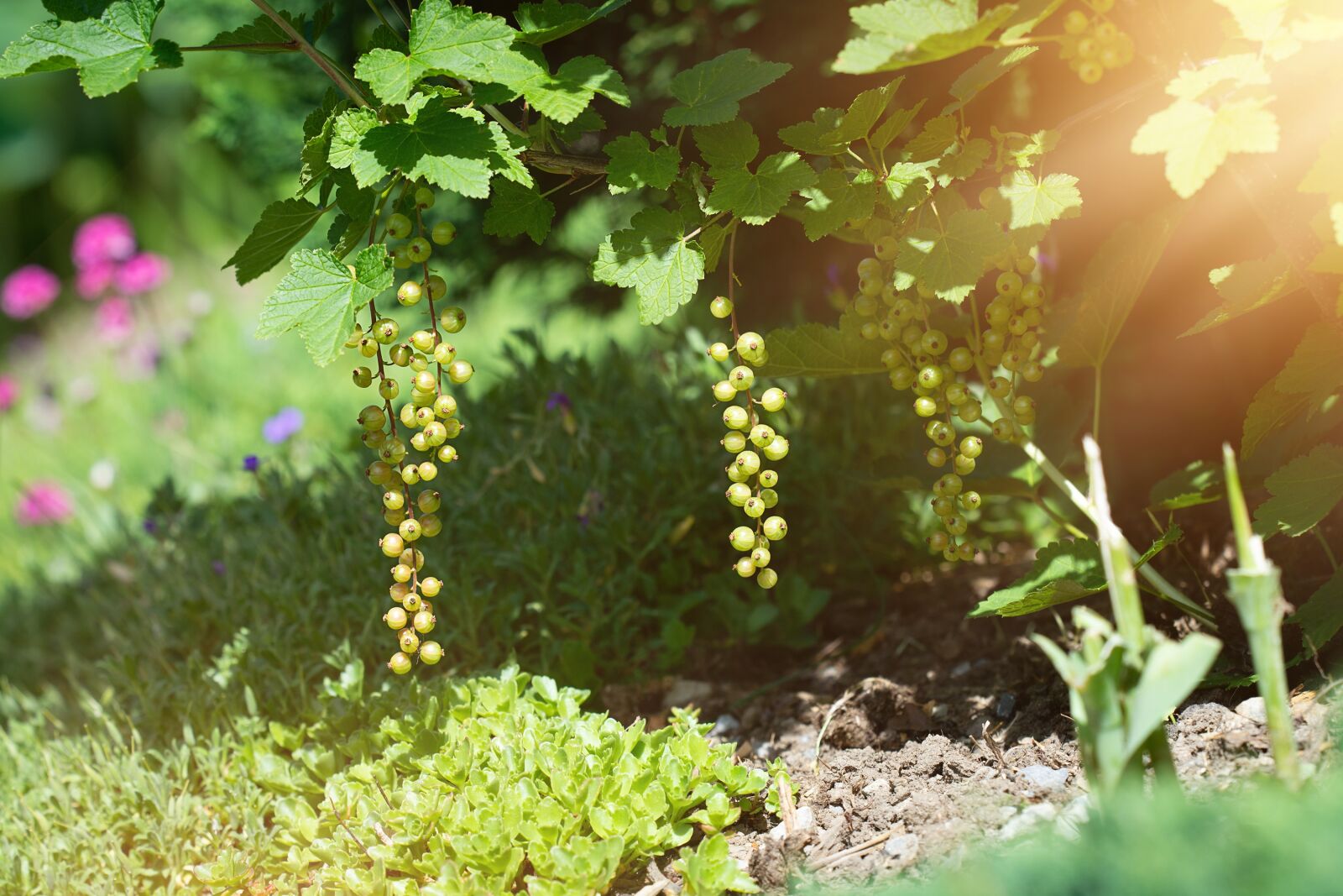 Nikon D7100 sample photo. Garden, currant, currants photography