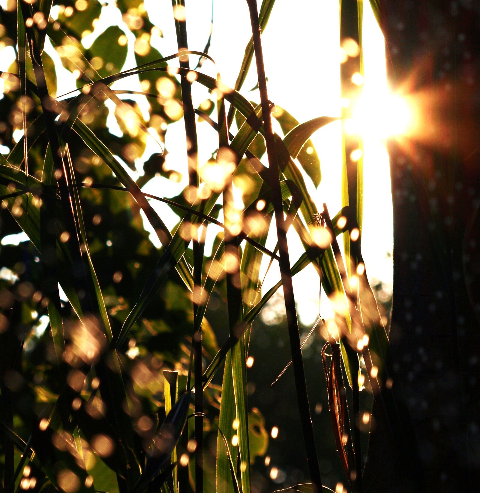 Olympus E-420 (EVOLT E-420) sample photo. Water, drip, grass photography