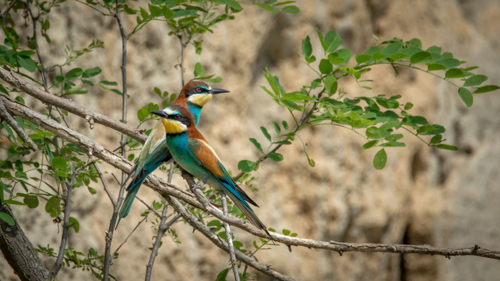 Nikon D3200 sample photo. European bee-eater, merops apiaster photography