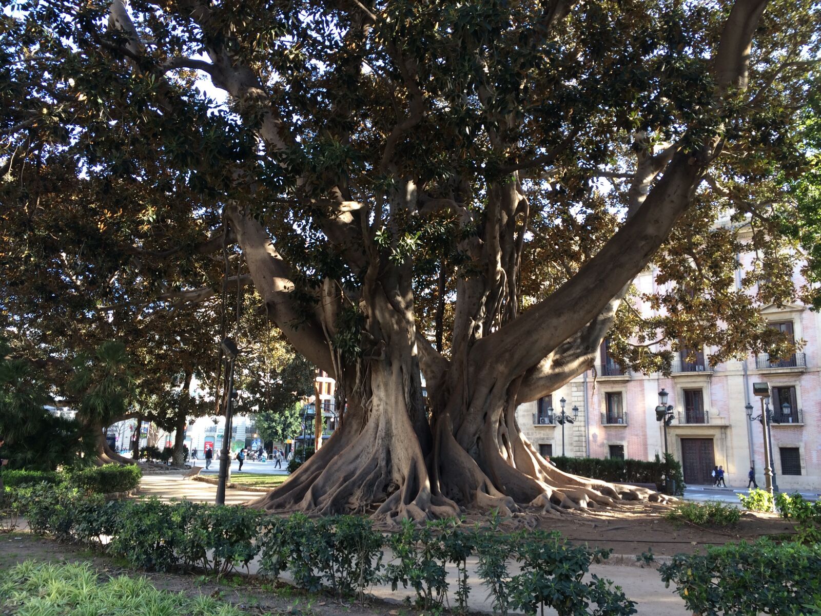 iPhone 5s back camera 4.15mm f/2.2 sample photo. Tree, old, tribe photography
