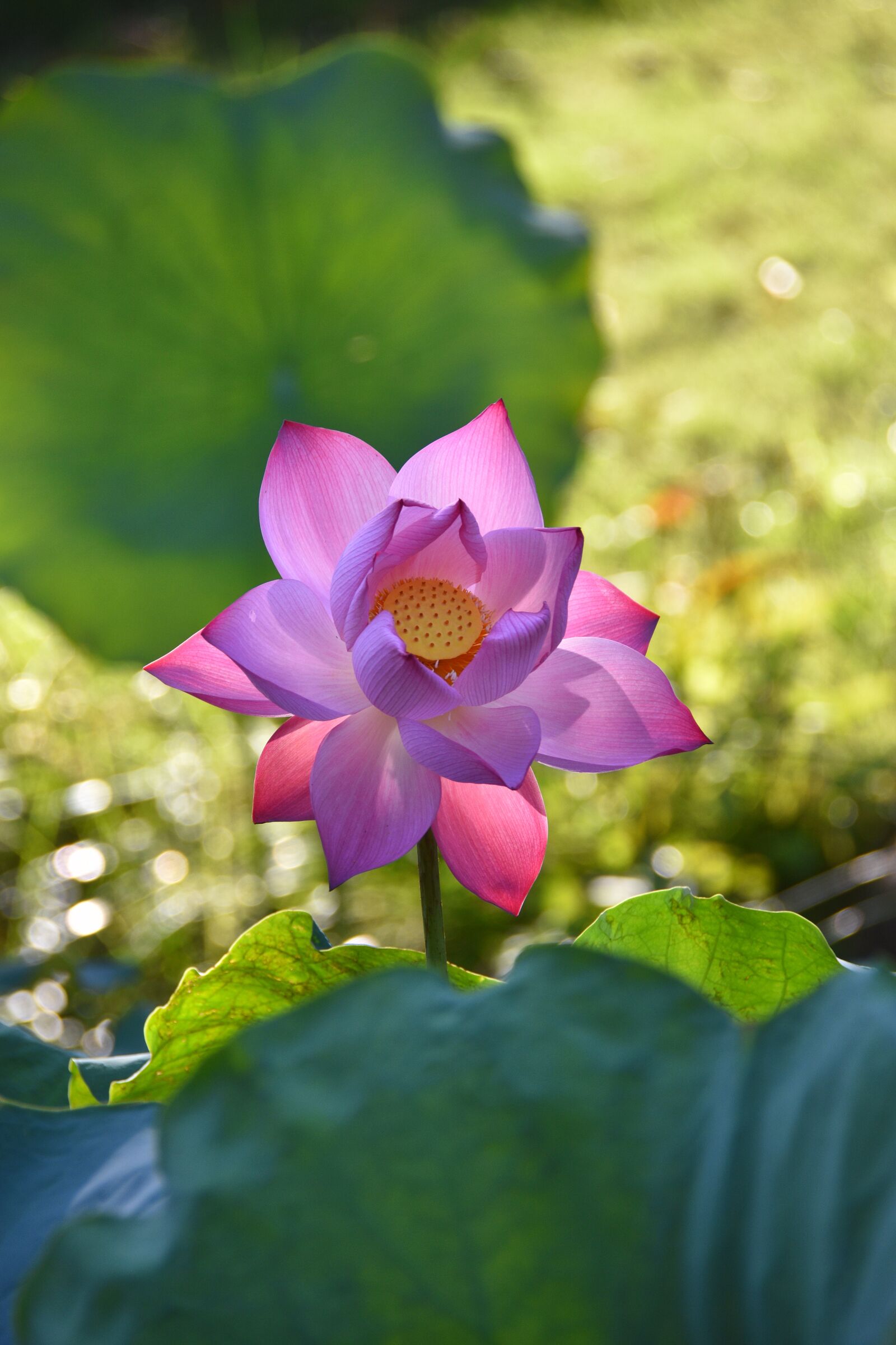 Nikon D7200 sample photo. Lotus, flower, pond photography