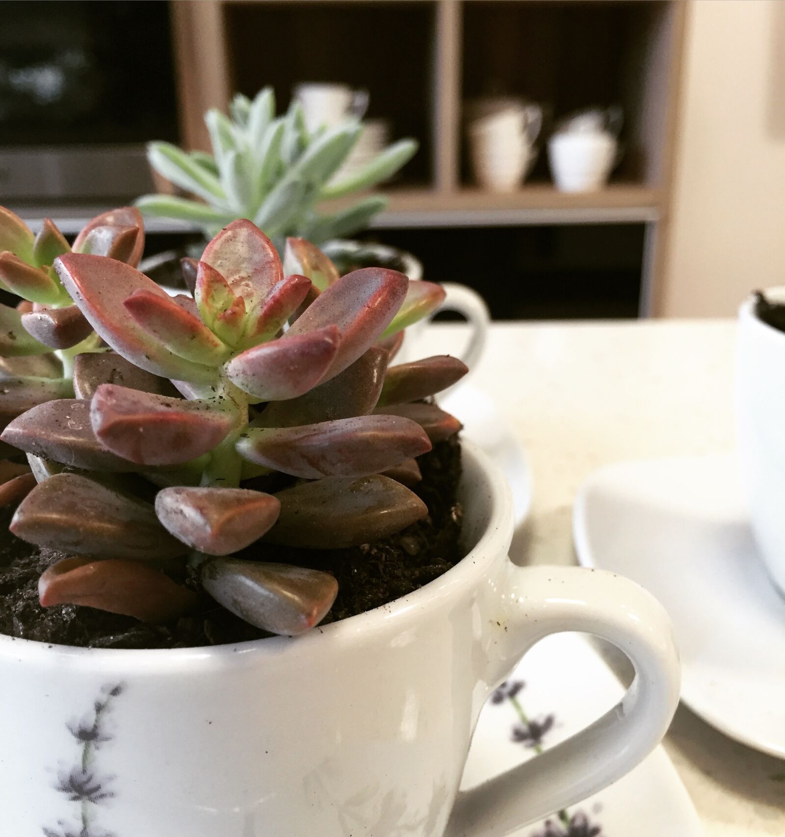 Apple iPhone 6 sample photo. Succulents, garden, vegetation photography