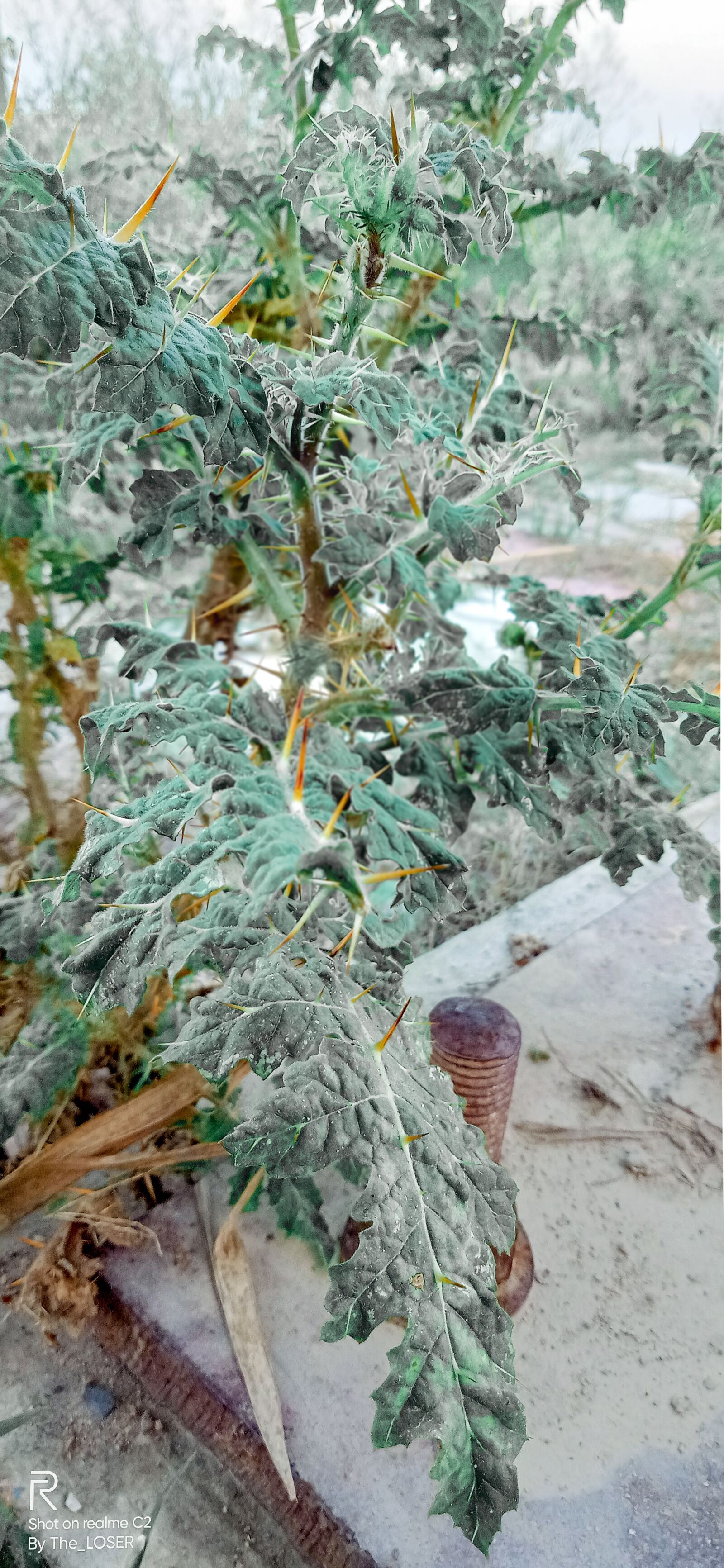Realme C2 sample photo. Plant, tree, nature photography