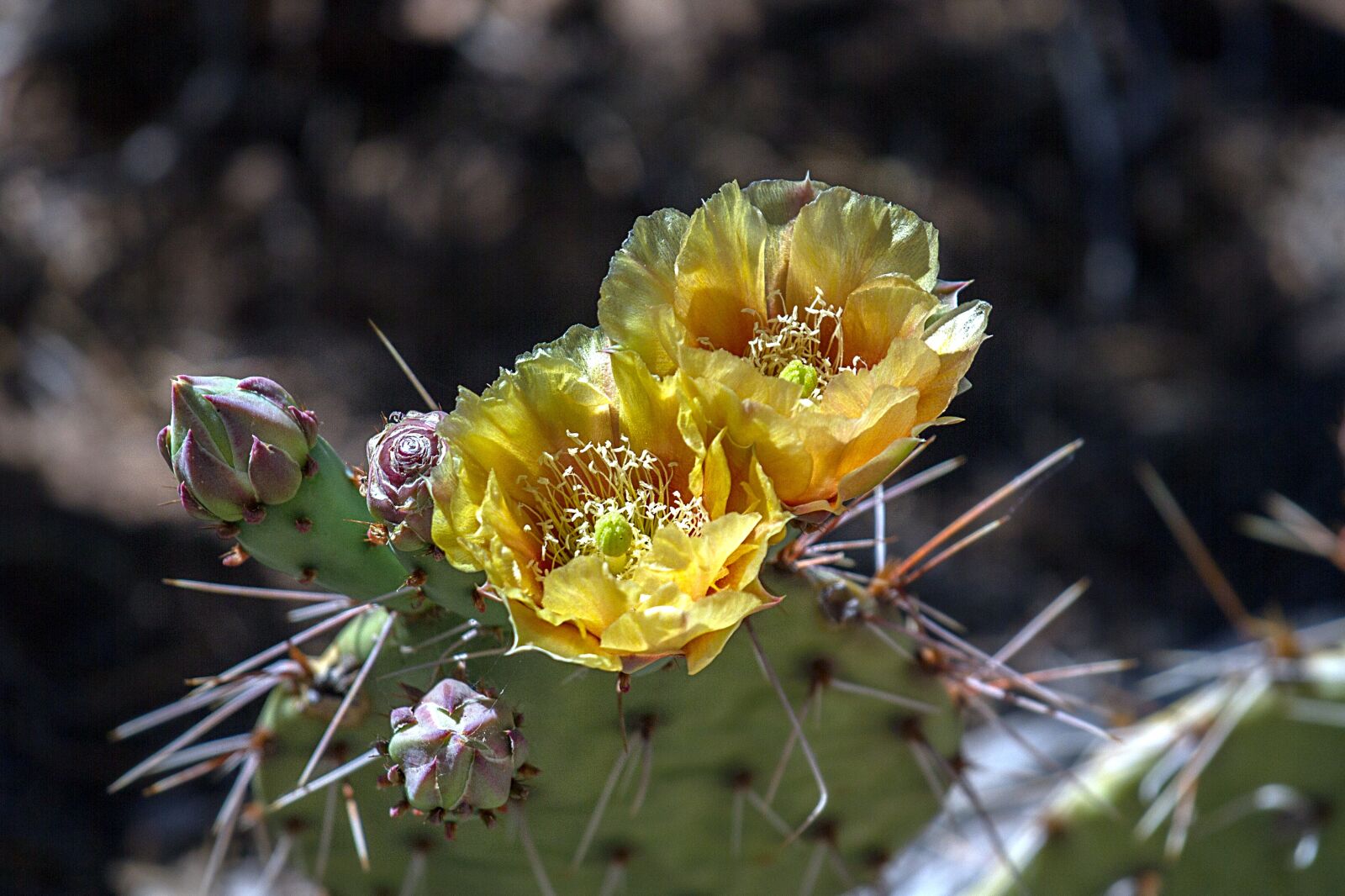 Canon EOS 7D sample photo. Grand canyon, arizona, colorado photography