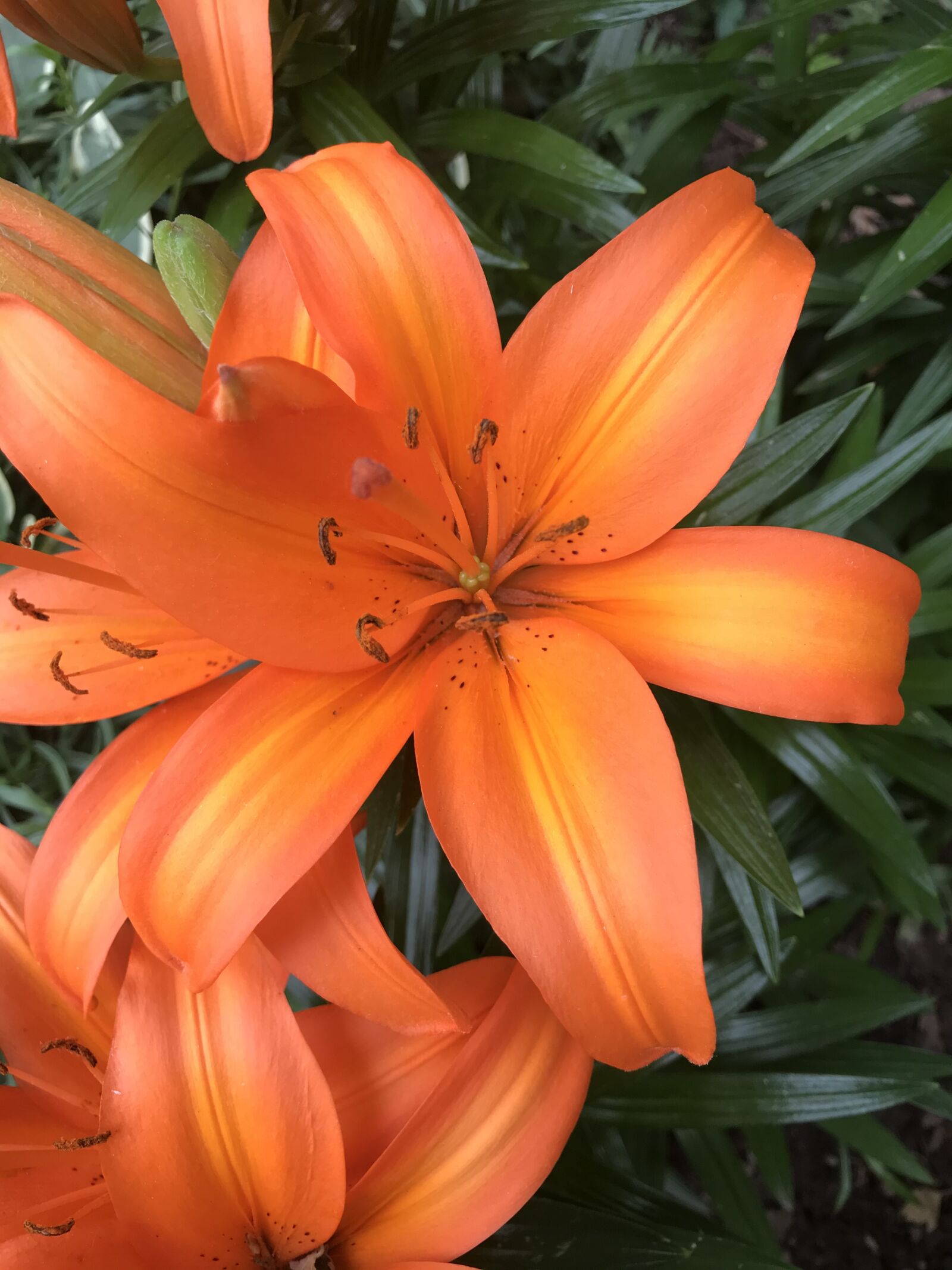 Apple iPhone 7 sample photo. Orange, daylily, flower photography