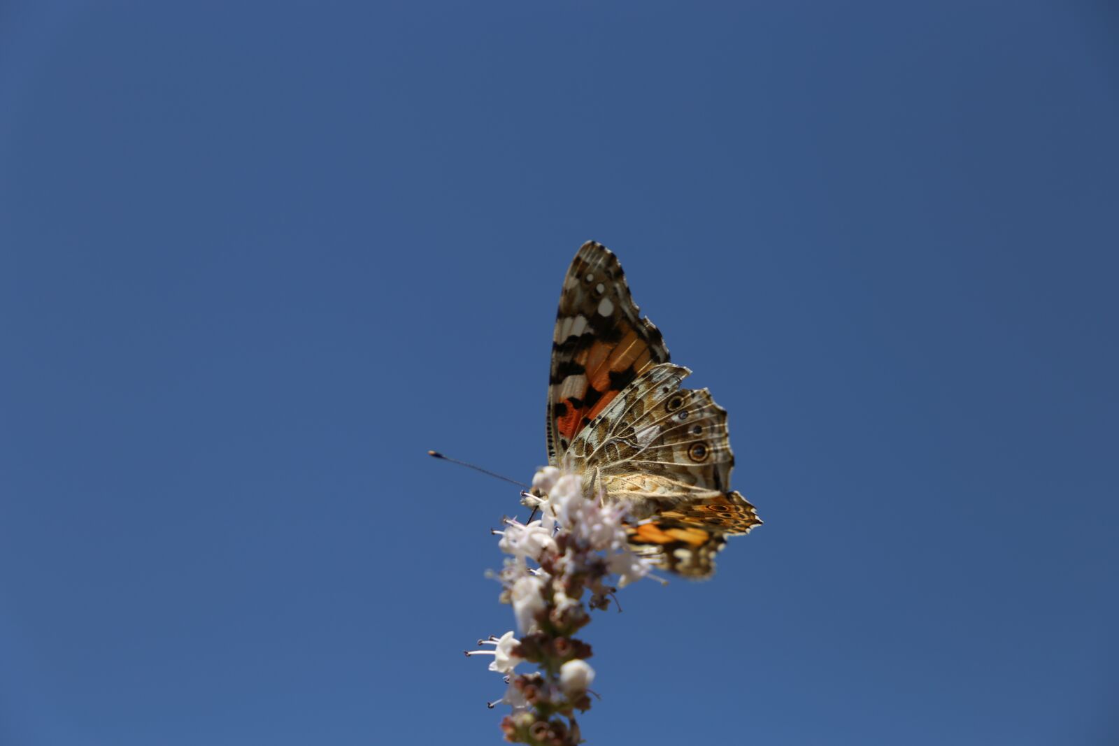 Canon EOS 6D sample photo. Butterfly, sky, nature photography