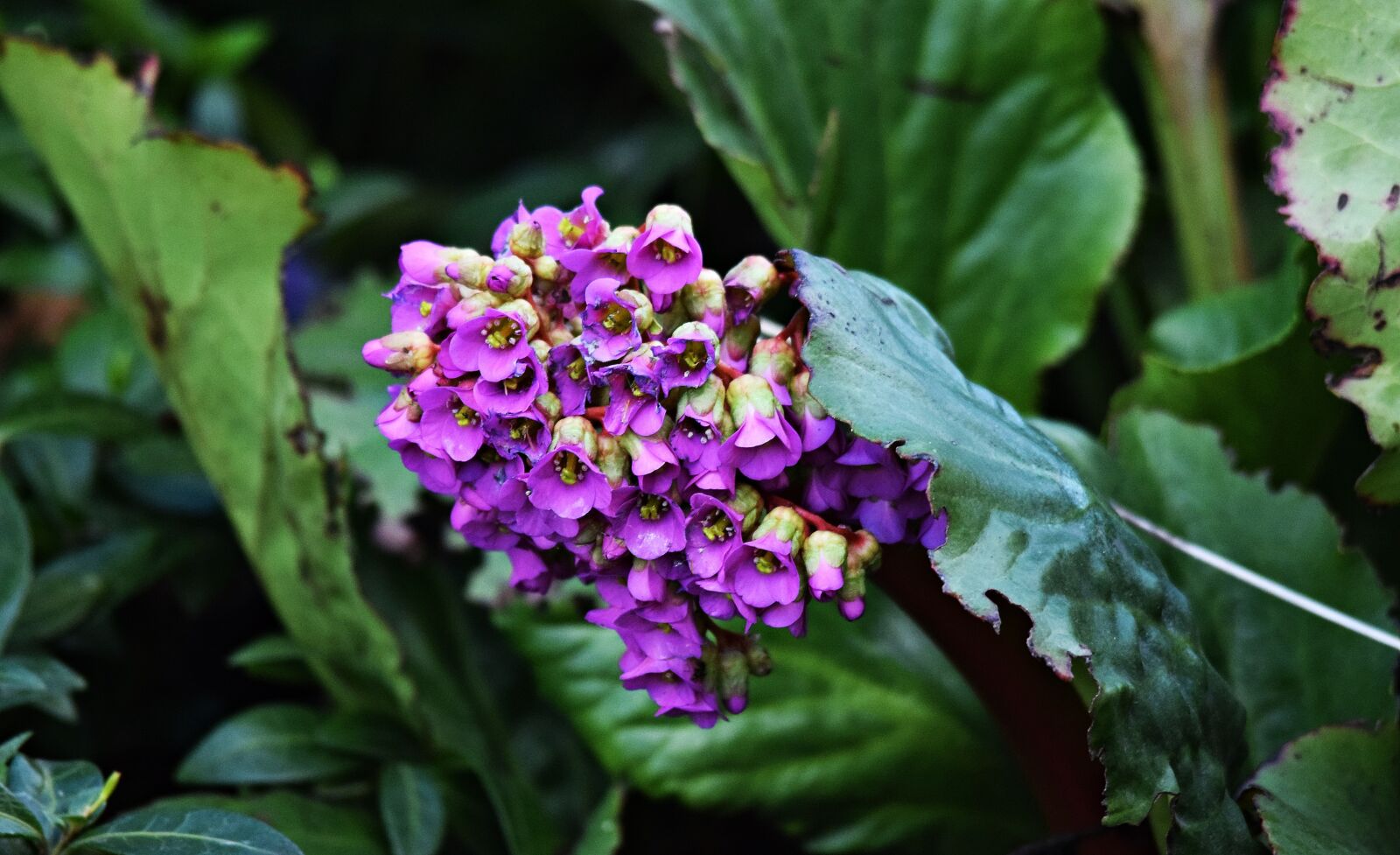 Nikon D5300 sample photo. Macro, flower, closeup photography