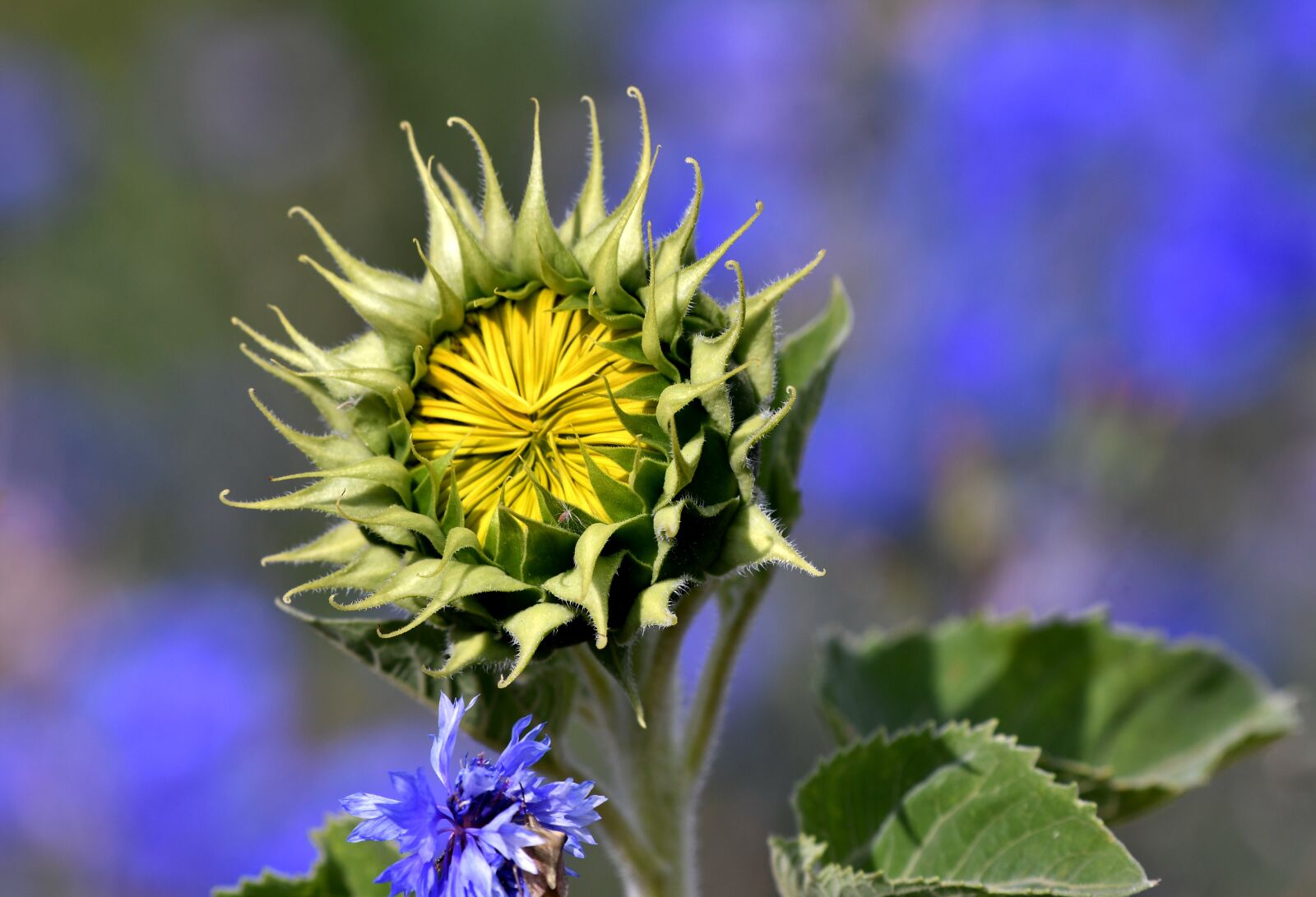 Nikon D500 sample photo. Sunflower, flower, petals photography