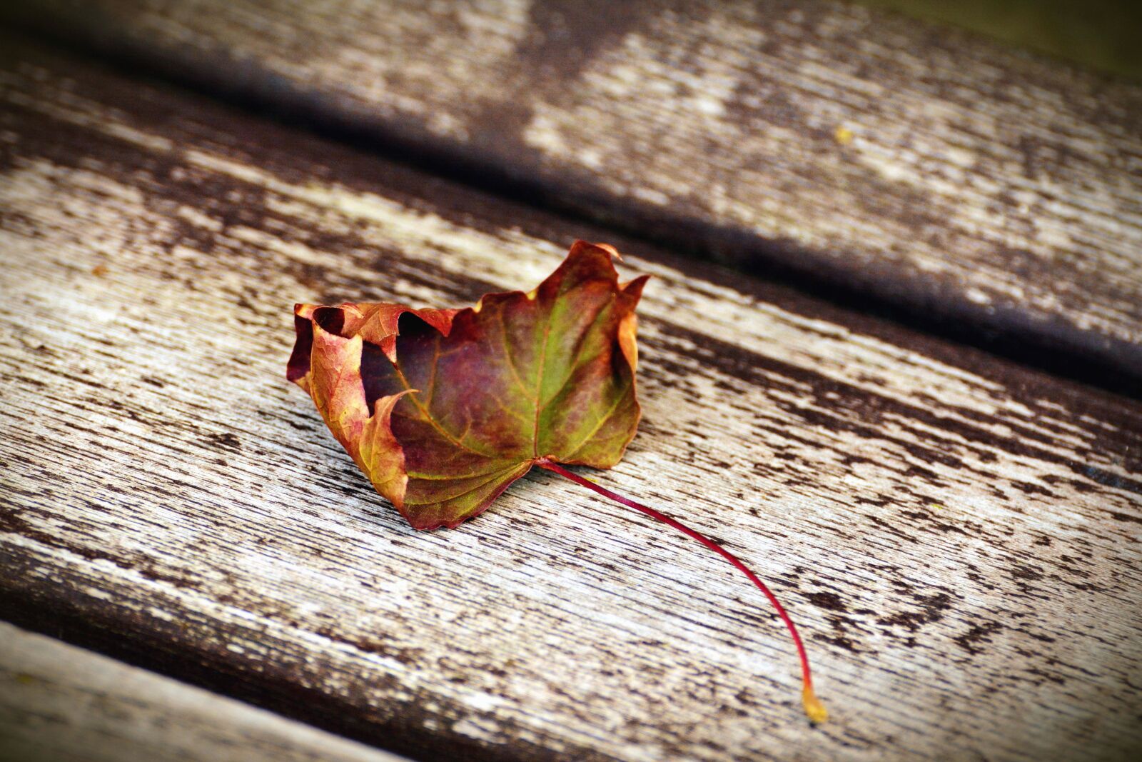 Nikon D5200 sample photo. Leaf, tree, autumn, plank photography