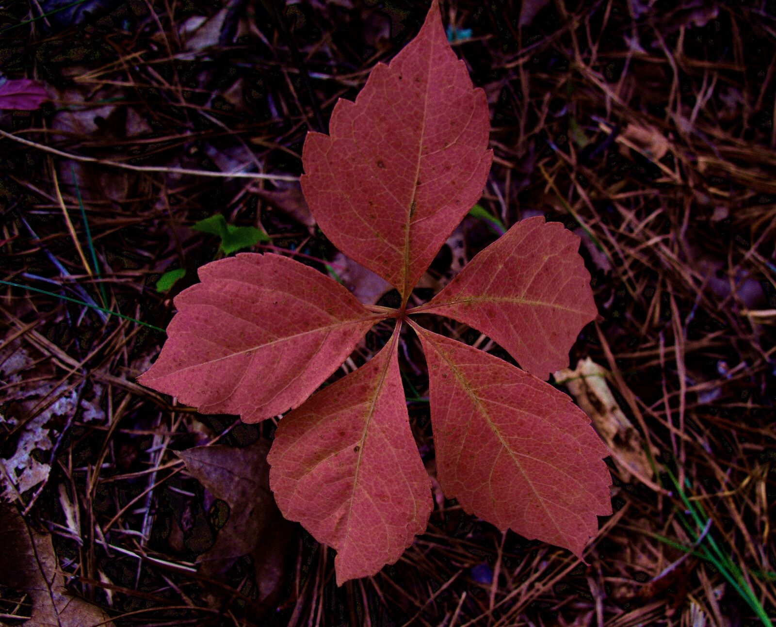 Canon PowerShot G12 sample photo. Autumn, leaf, fall photography
