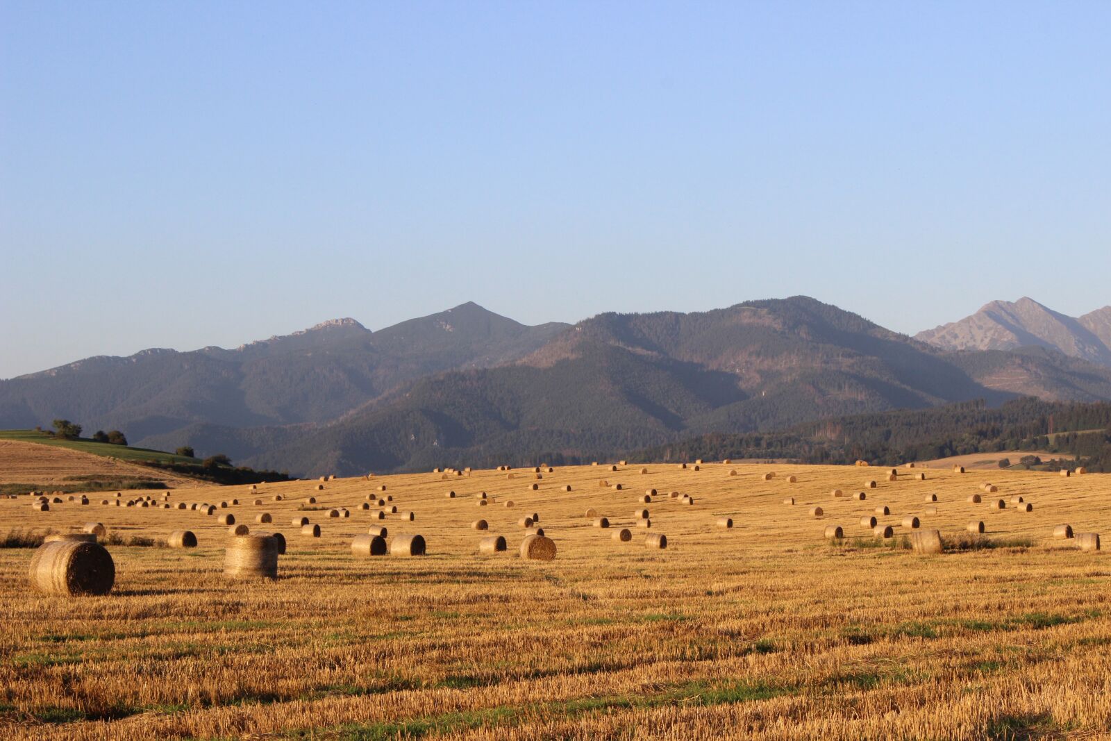 Canon EOS 600D (Rebel EOS T3i / EOS Kiss X5) sample photo. Field, hay, straw photography