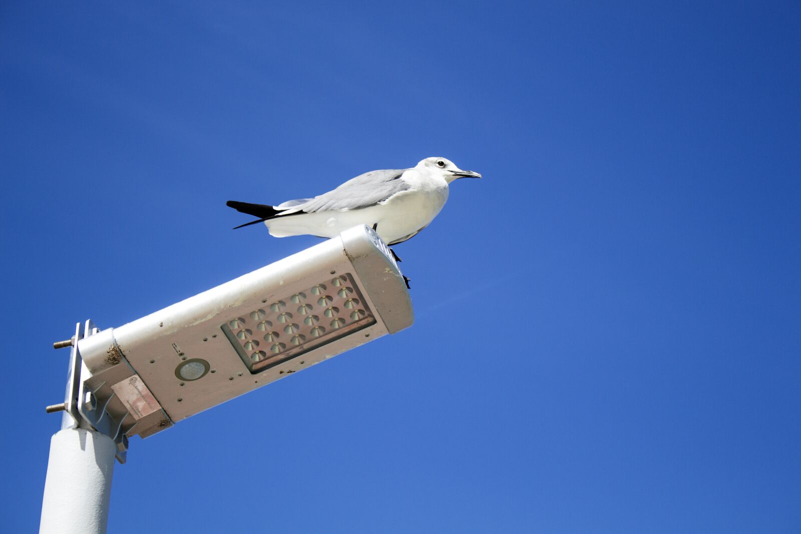 Canon EOS 700D (EOS Rebel T5i / EOS Kiss X7i) sample photo. Seagull, ave, animals photography