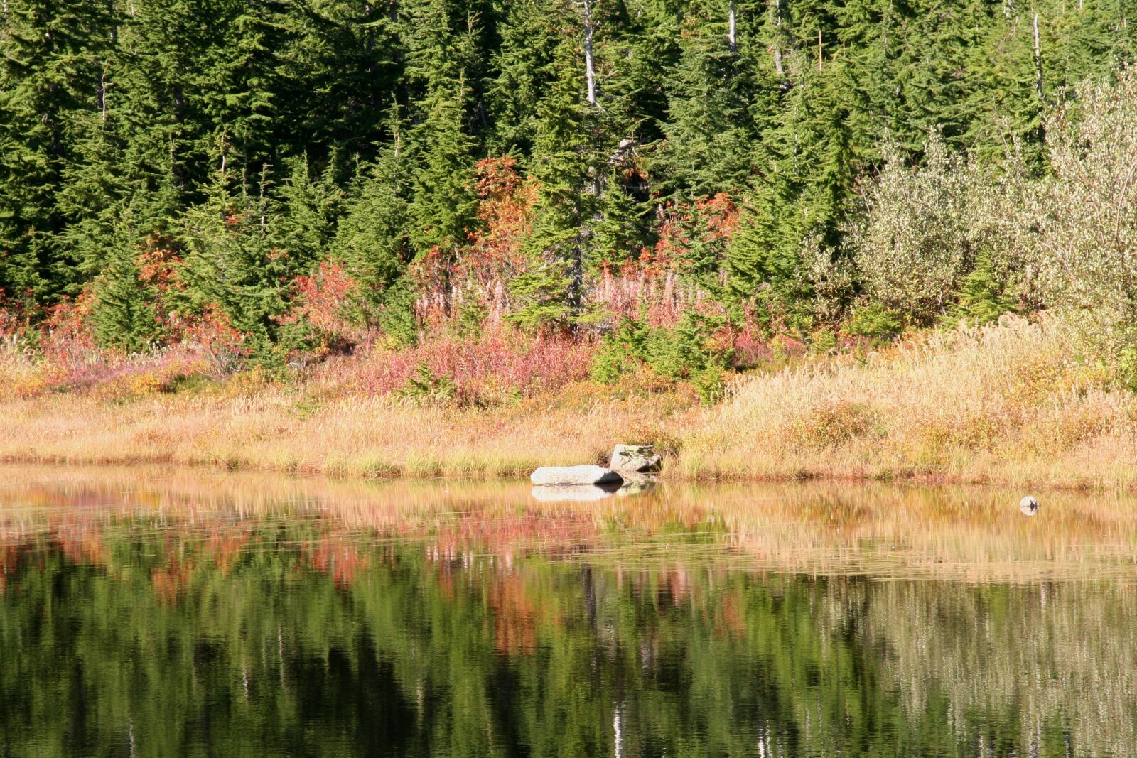Canon EOS 350D (EOS Digital Rebel XT / EOS Kiss Digital N) sample photo. Fall colors, fall leaves photography