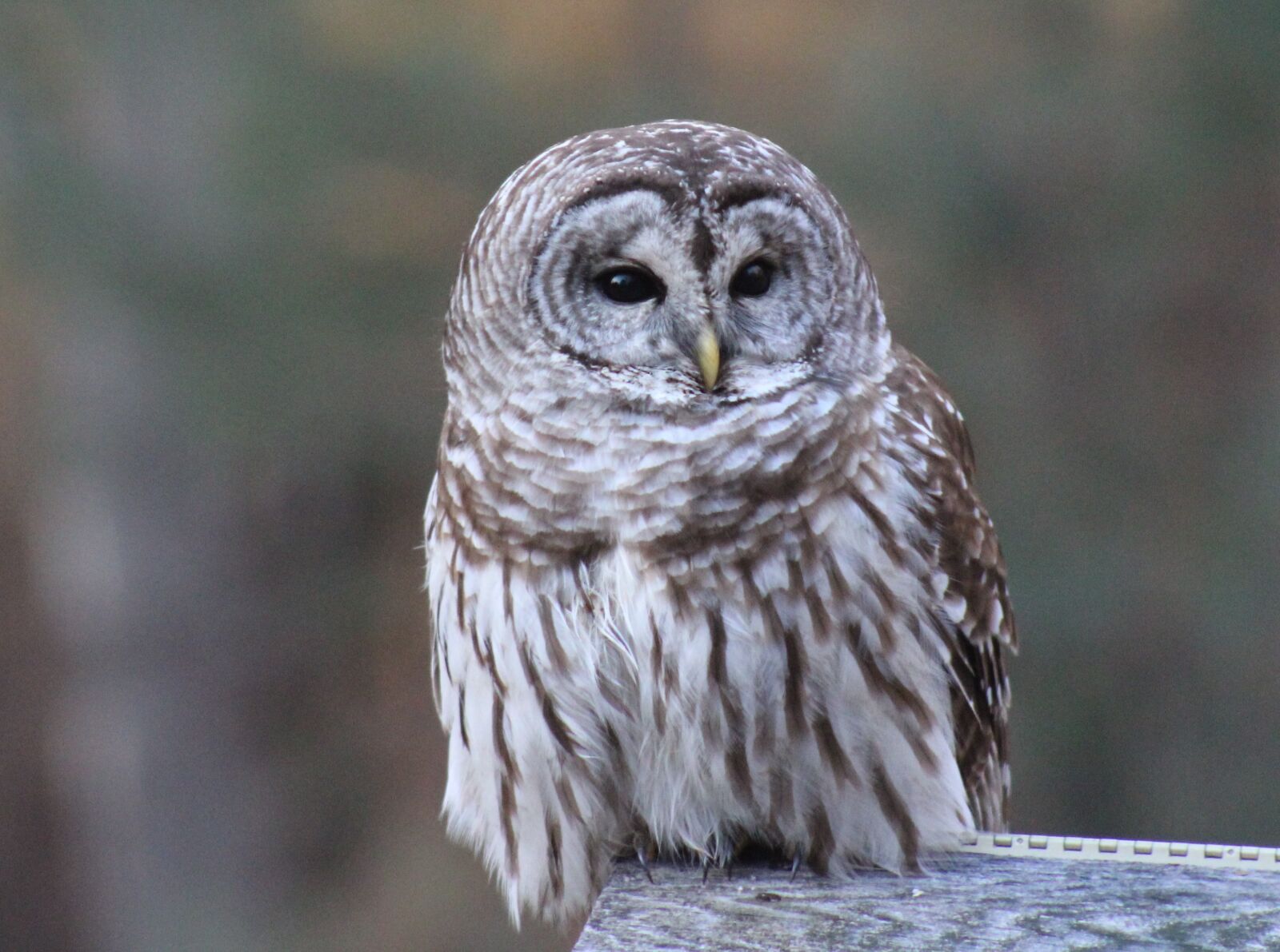 Canon EOS 1300D (EOS Rebel T6 / EOS Kiss X80) sample photo. Owl, barred, outdoors photography