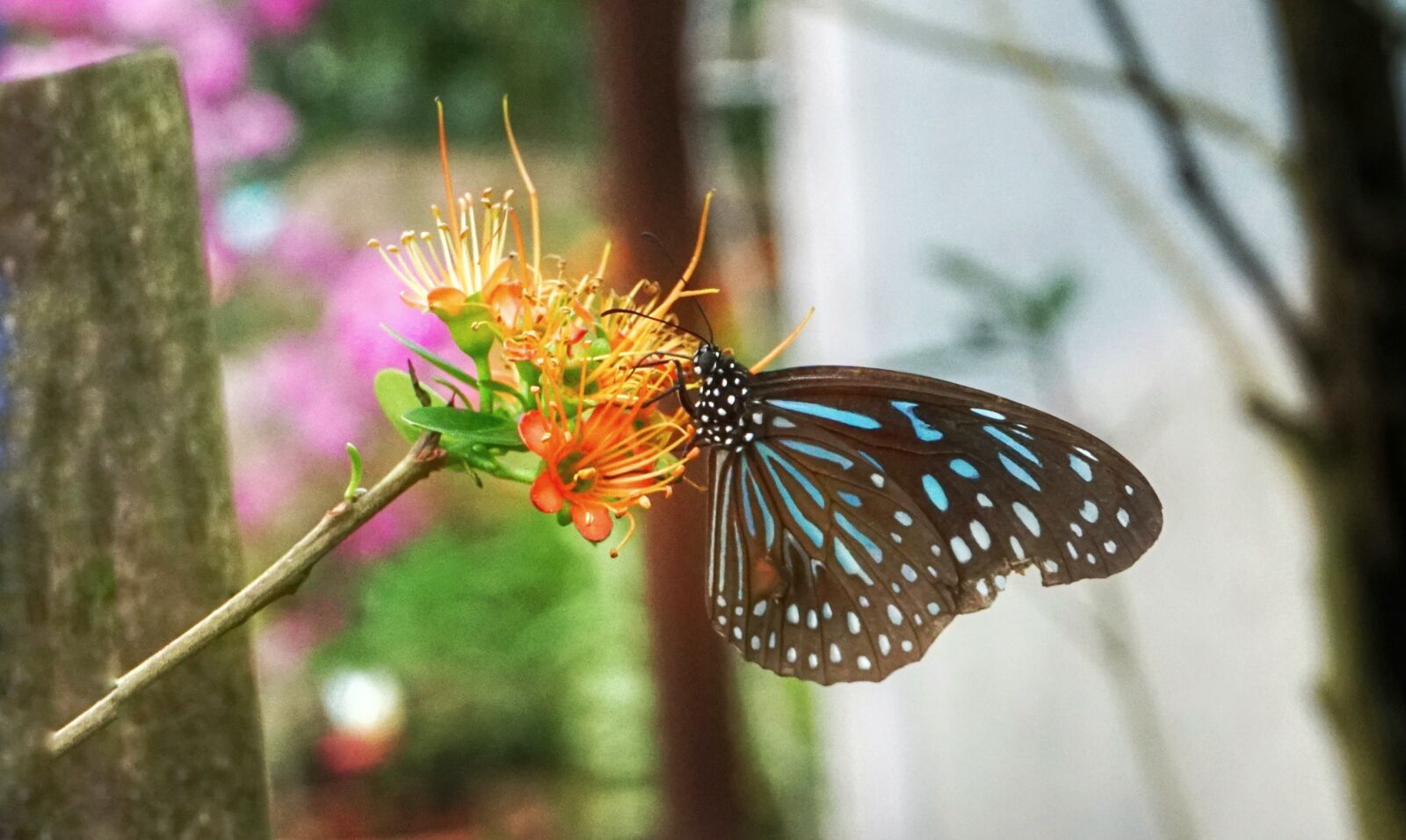 Sony a6300 sample photo. Butterfly, feeding, plant photography