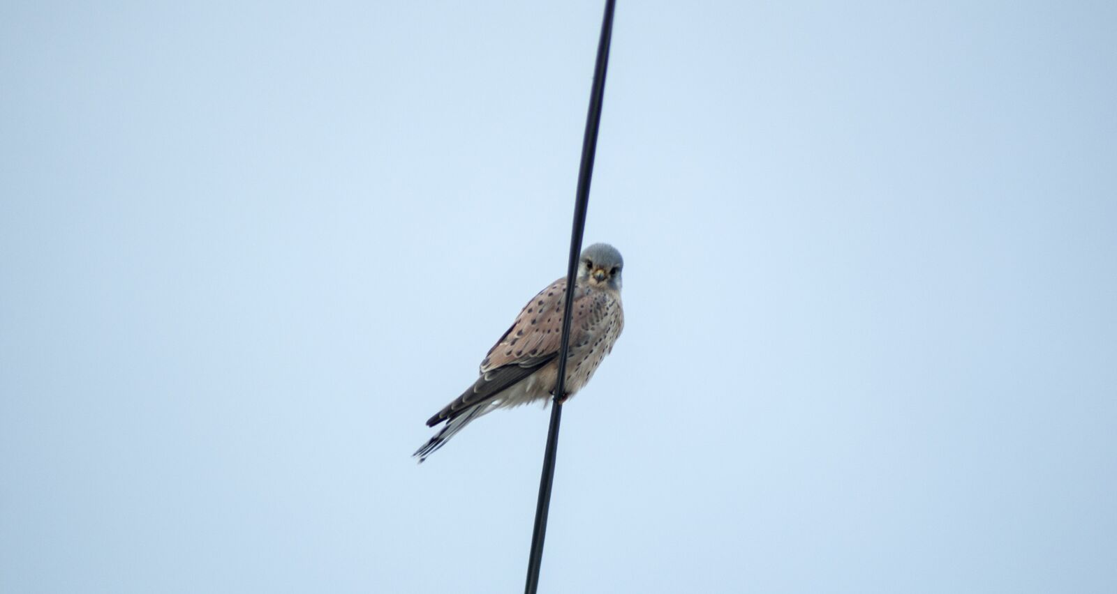 Nikon D90 sample photo. Bird, hawk, raptor photography