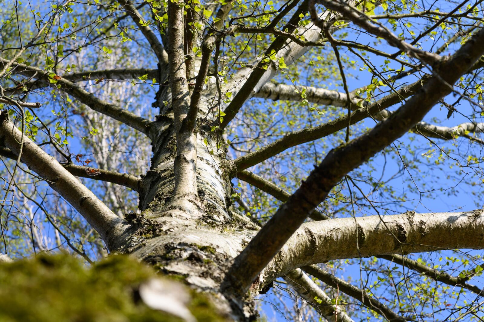 Nikon Z6 sample photo. Tree, birch, bark photography