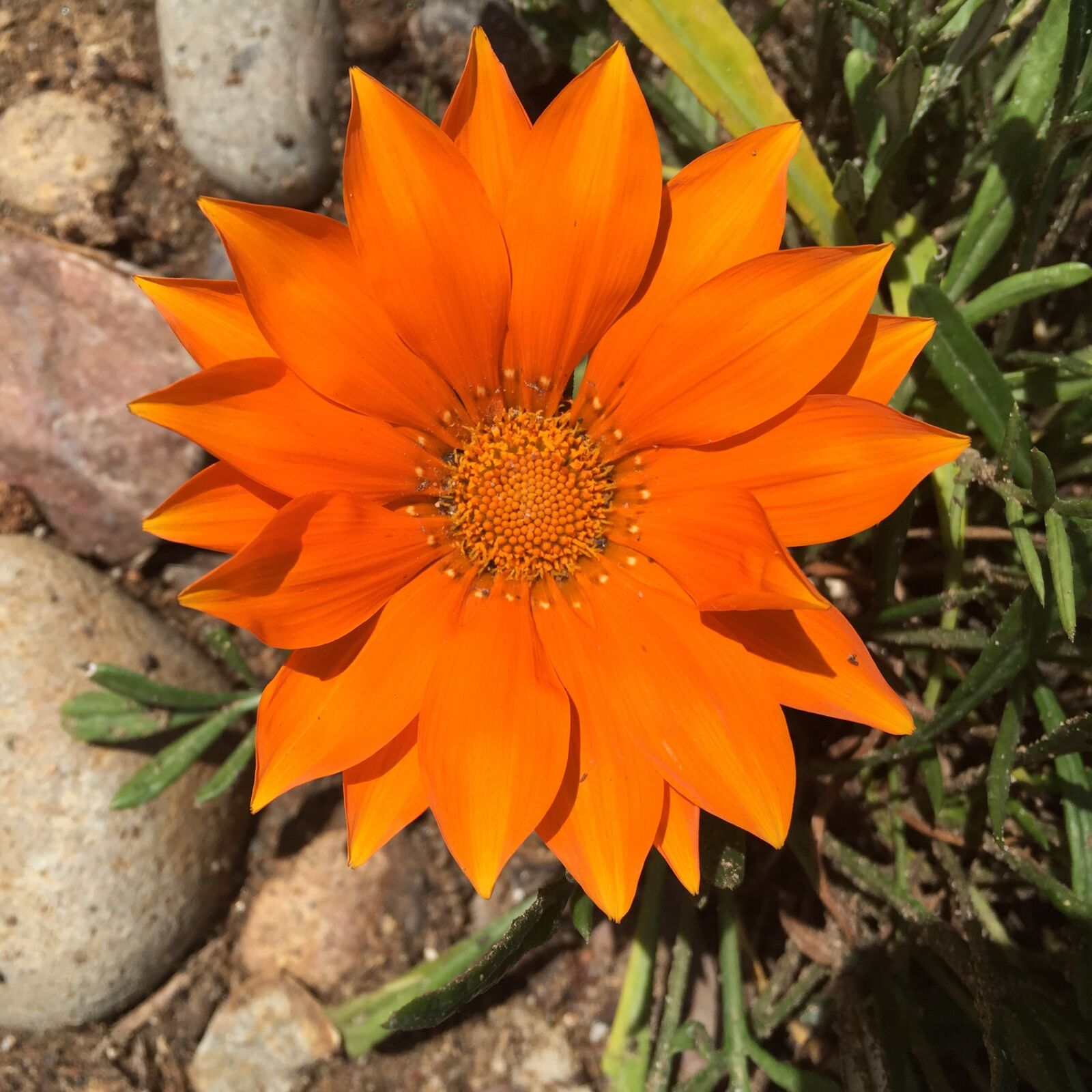 iPhone 6 Plus back camera 4.15mm f/2.2 sample photo. Gazania, bright, orange photography