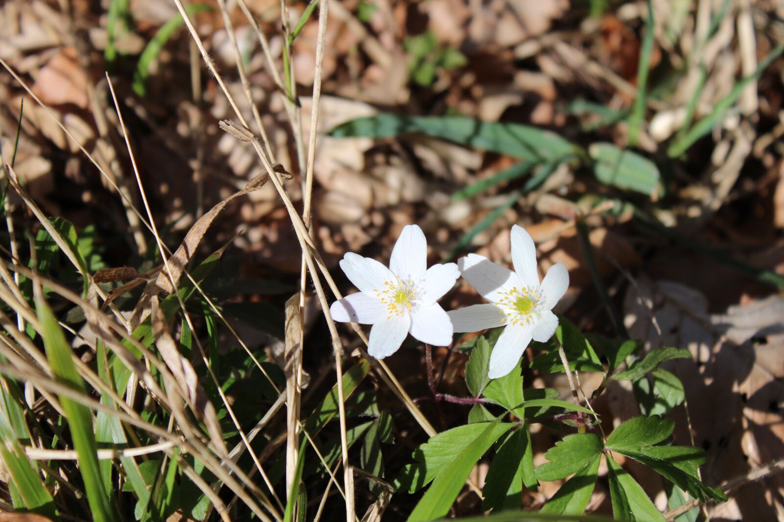 Canon EOS 600D (Rebel EOS T3i / EOS Kiss X5) sample photo. Nature, flower, plant photography
