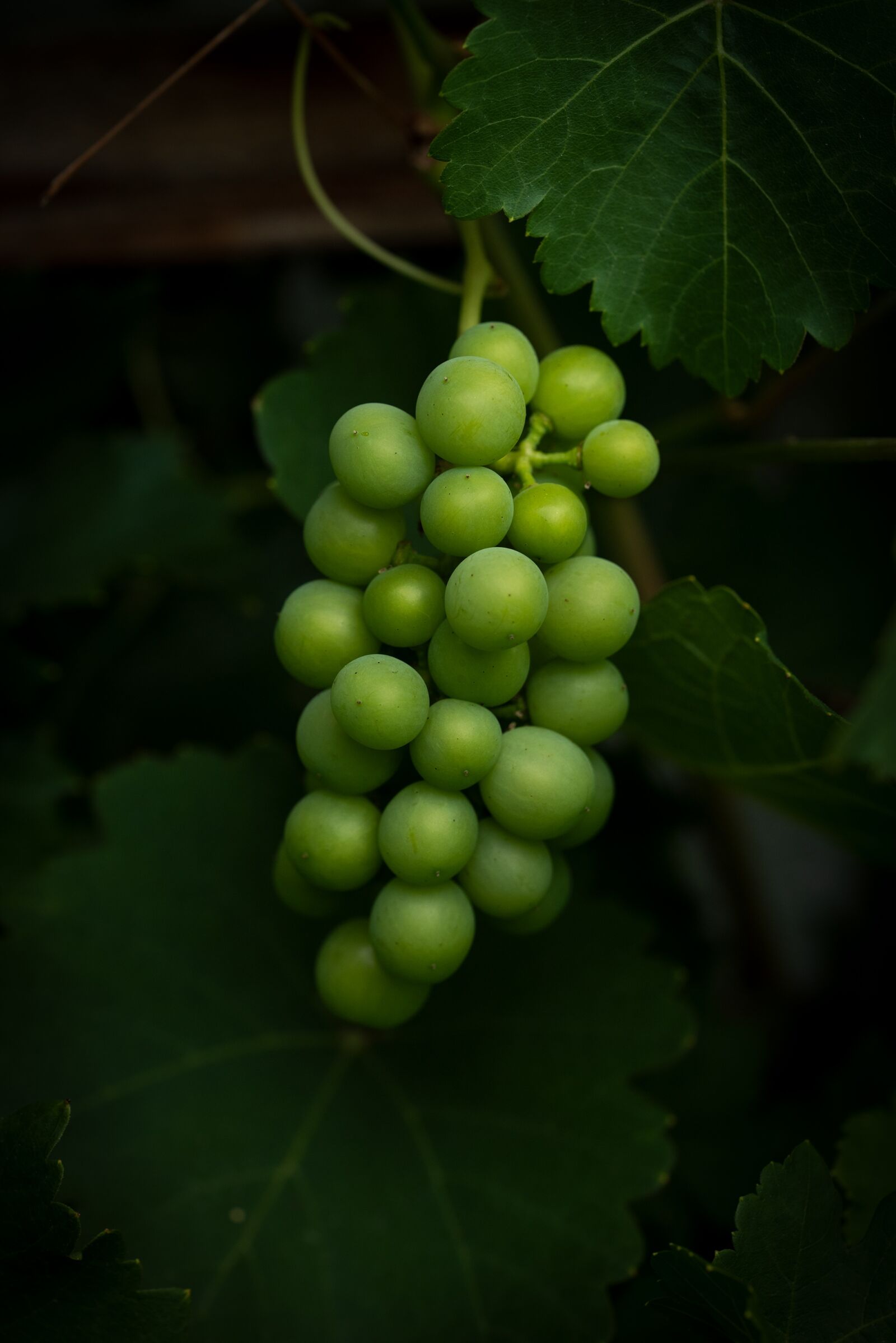Nikon D750 sample photo. Grapes, vine, green photography