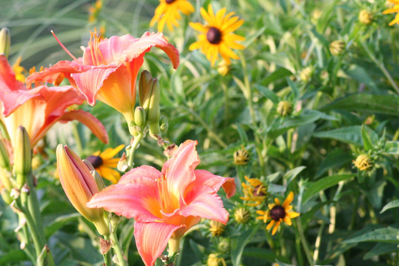 Canon EOS 350D (EOS Digital Rebel XT / EOS Kiss Digital N) sample photo. Flower, lilly, lily photography