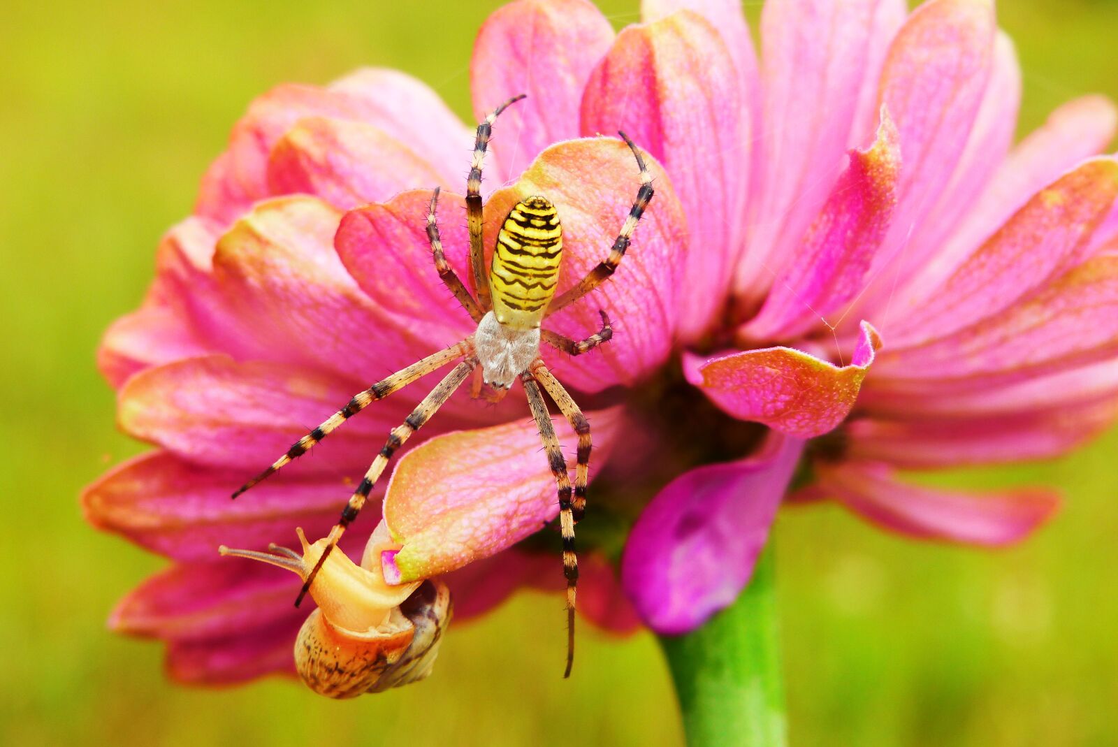 Panasonic Lumix DMC-FZ200 sample photo. Tygrzyk paskowany, arachnid, insect photography